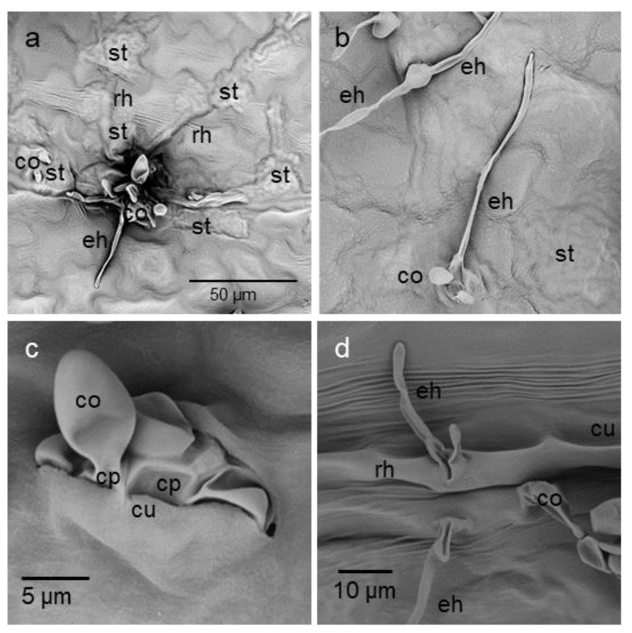 Jof 09 00035 g006 Jof 09 00035 g006