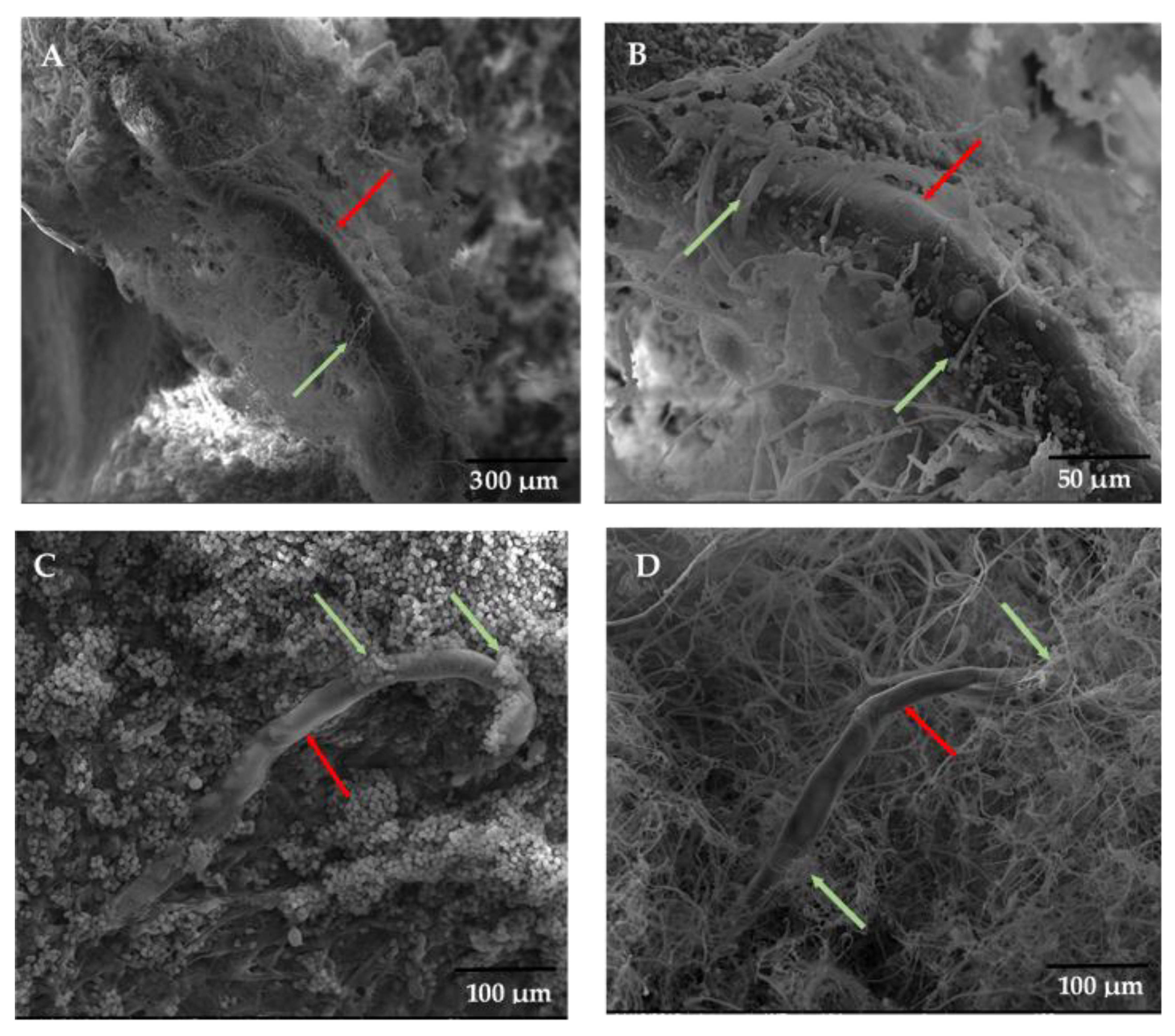 Jof 09 00037 g001 Jof 09 00037 g001