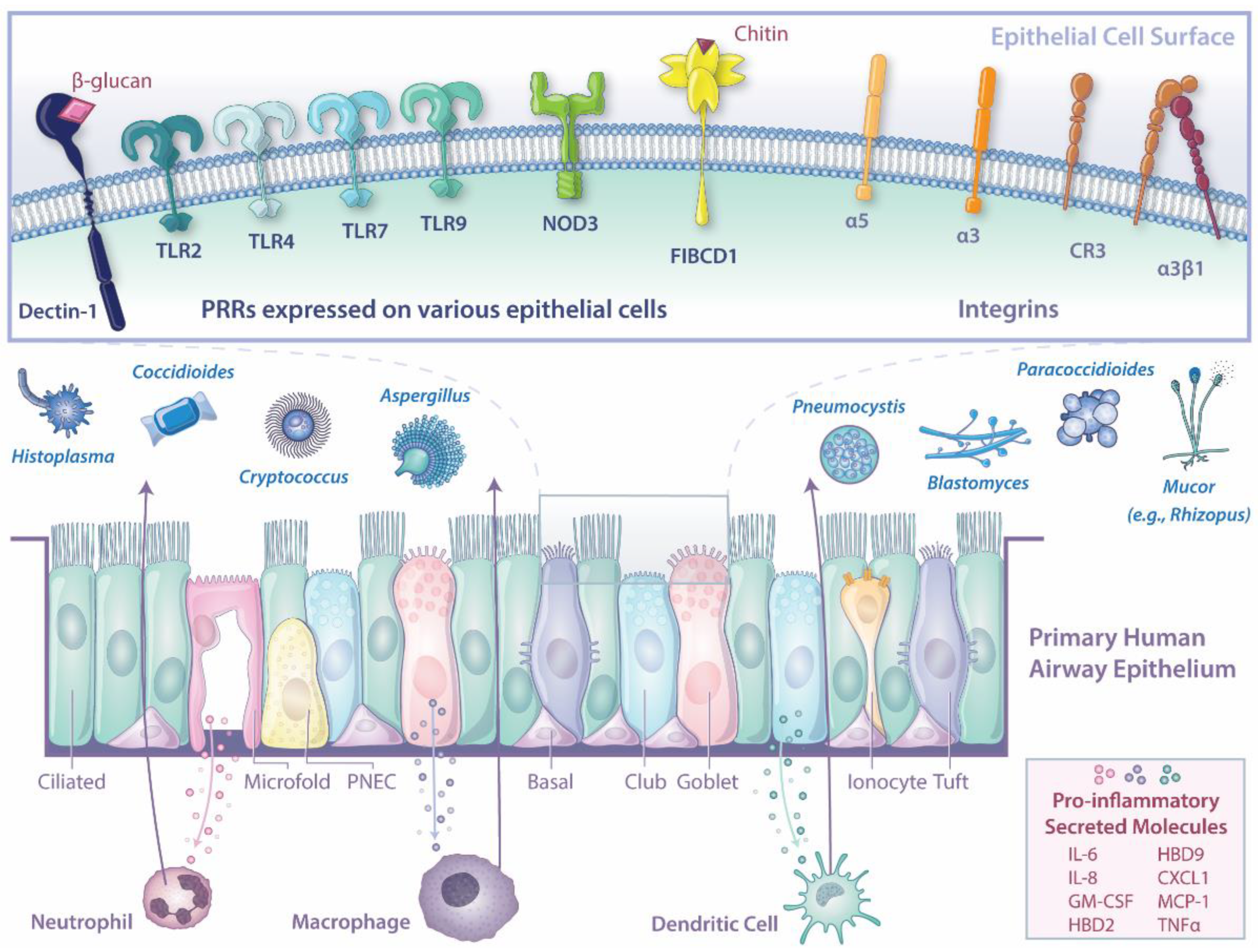 Jof 09 00040 g001 Jof 09 00040 g001