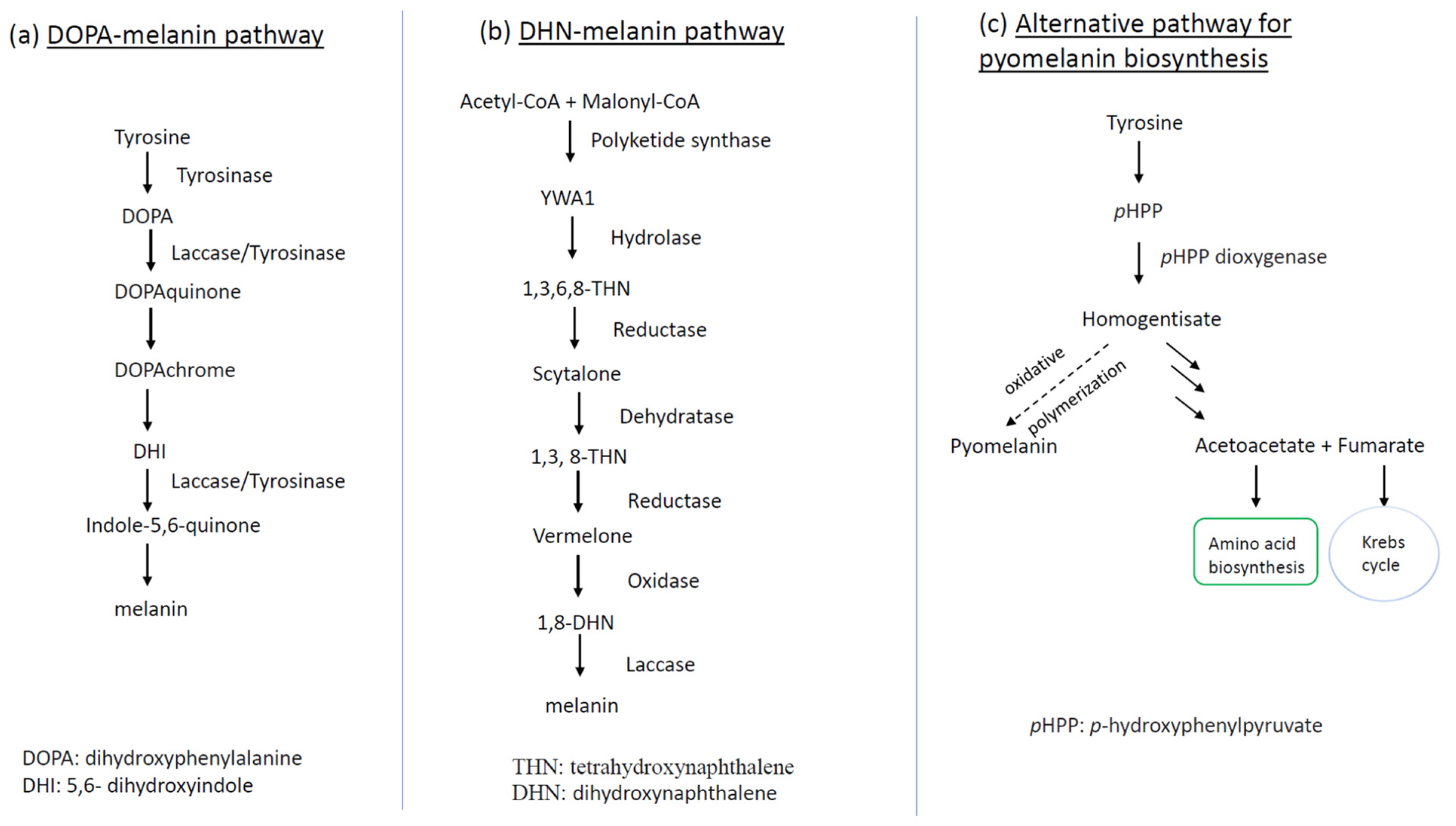 Jof 09 00044 g002 Jof 09 00044 g002