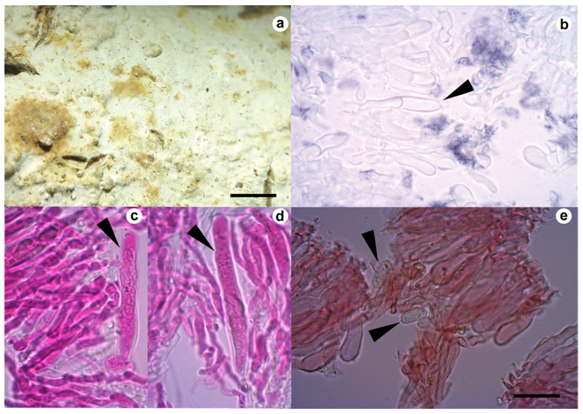 Jof 09 00054 g002 Jof 09 00054 g002