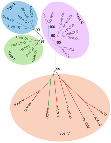 Phylogenesis of the Functional 1-Aminocyclopropane-1