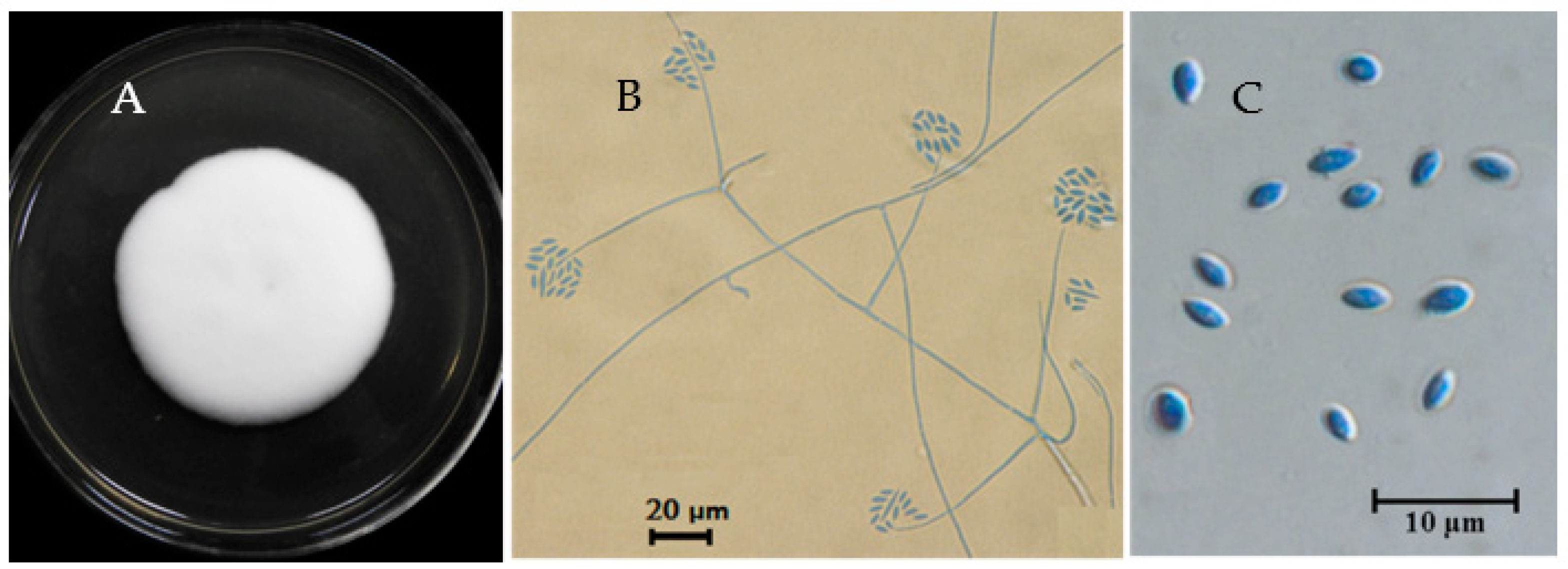 Jof 09 00057 g001 Jof 09 00057 g001