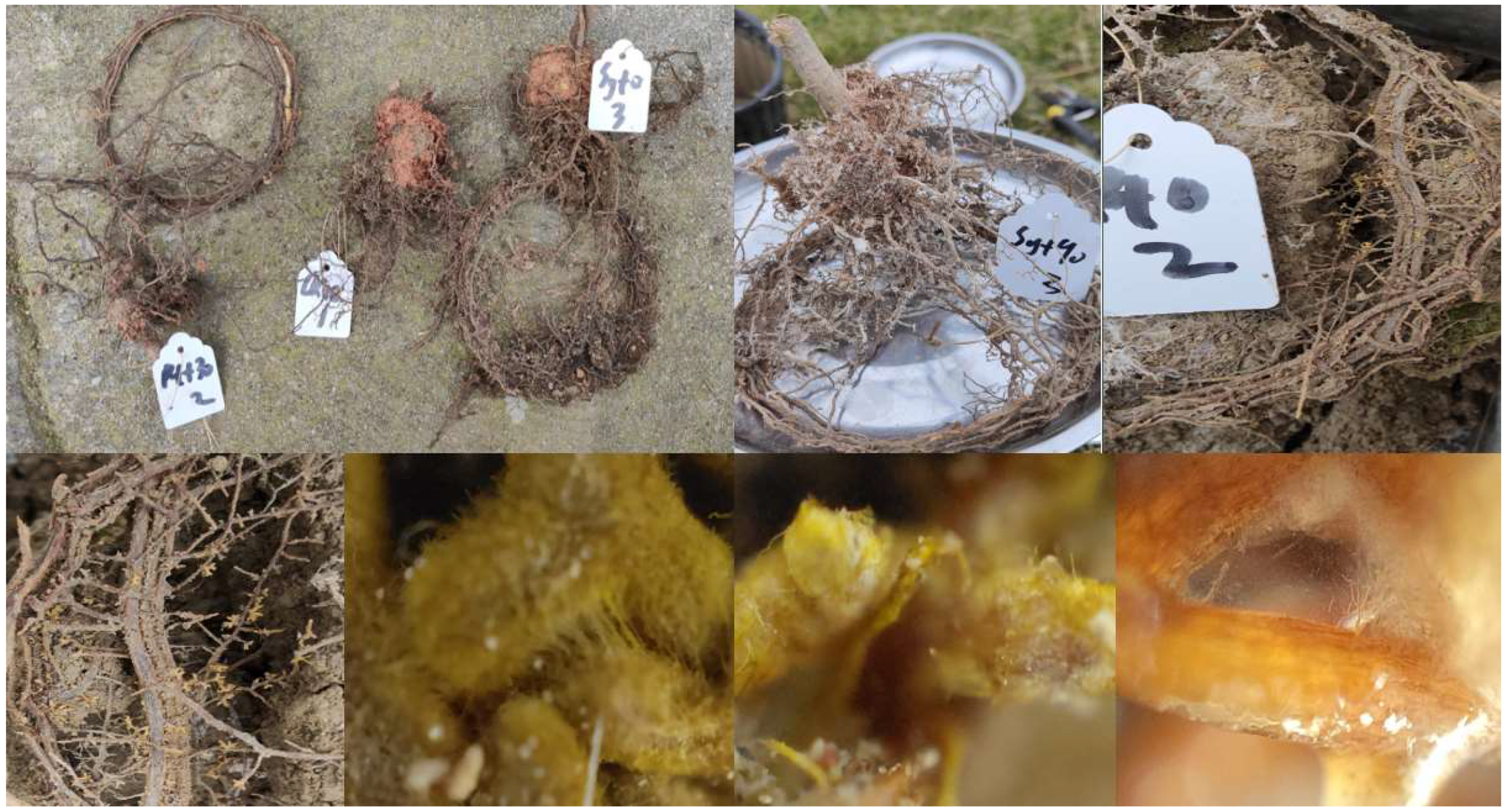 Jof 09 00065 g001 Jof 09 00065 g001