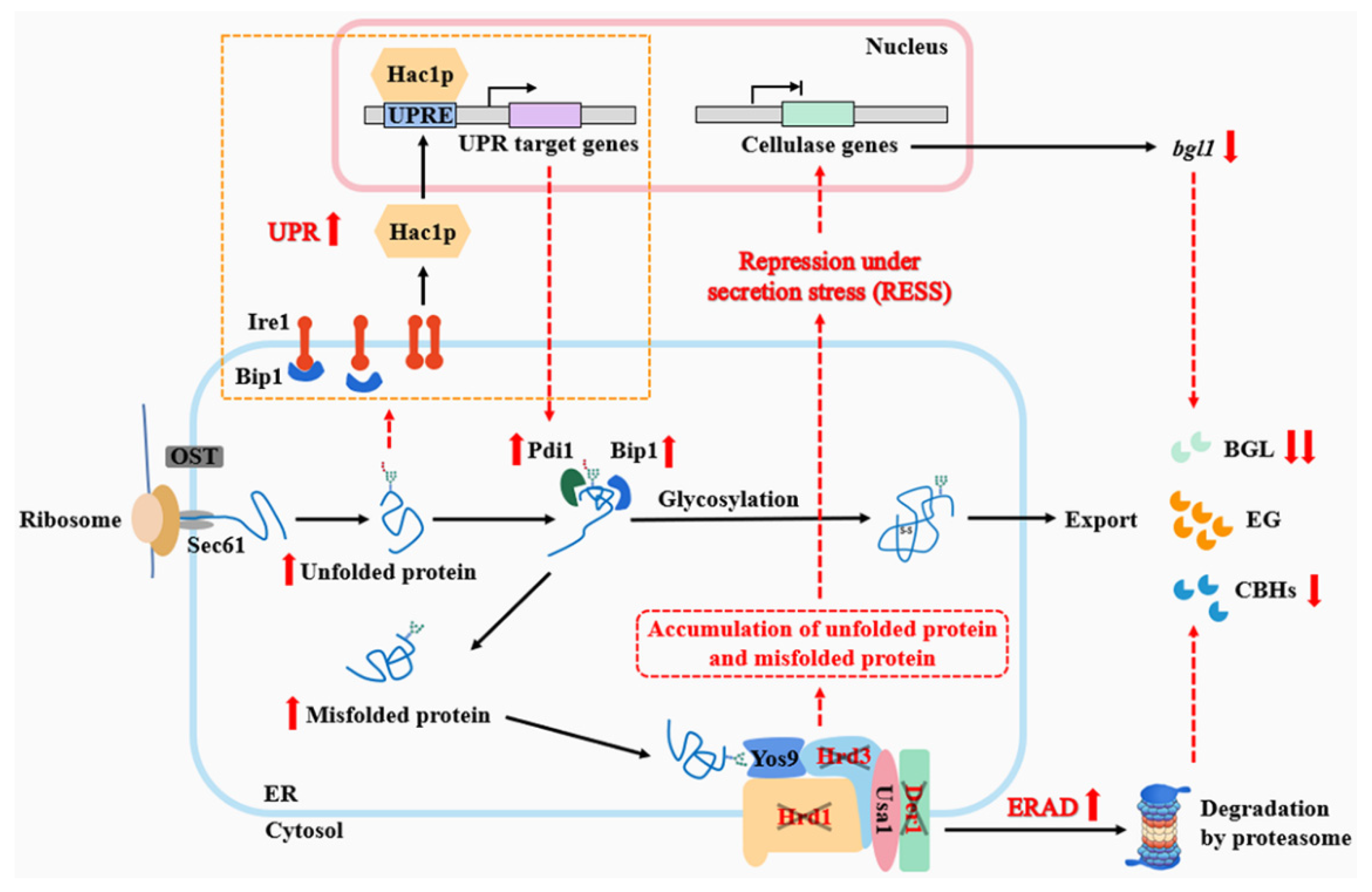 Jof 09 00074 g007 Jof 09 00074 g007