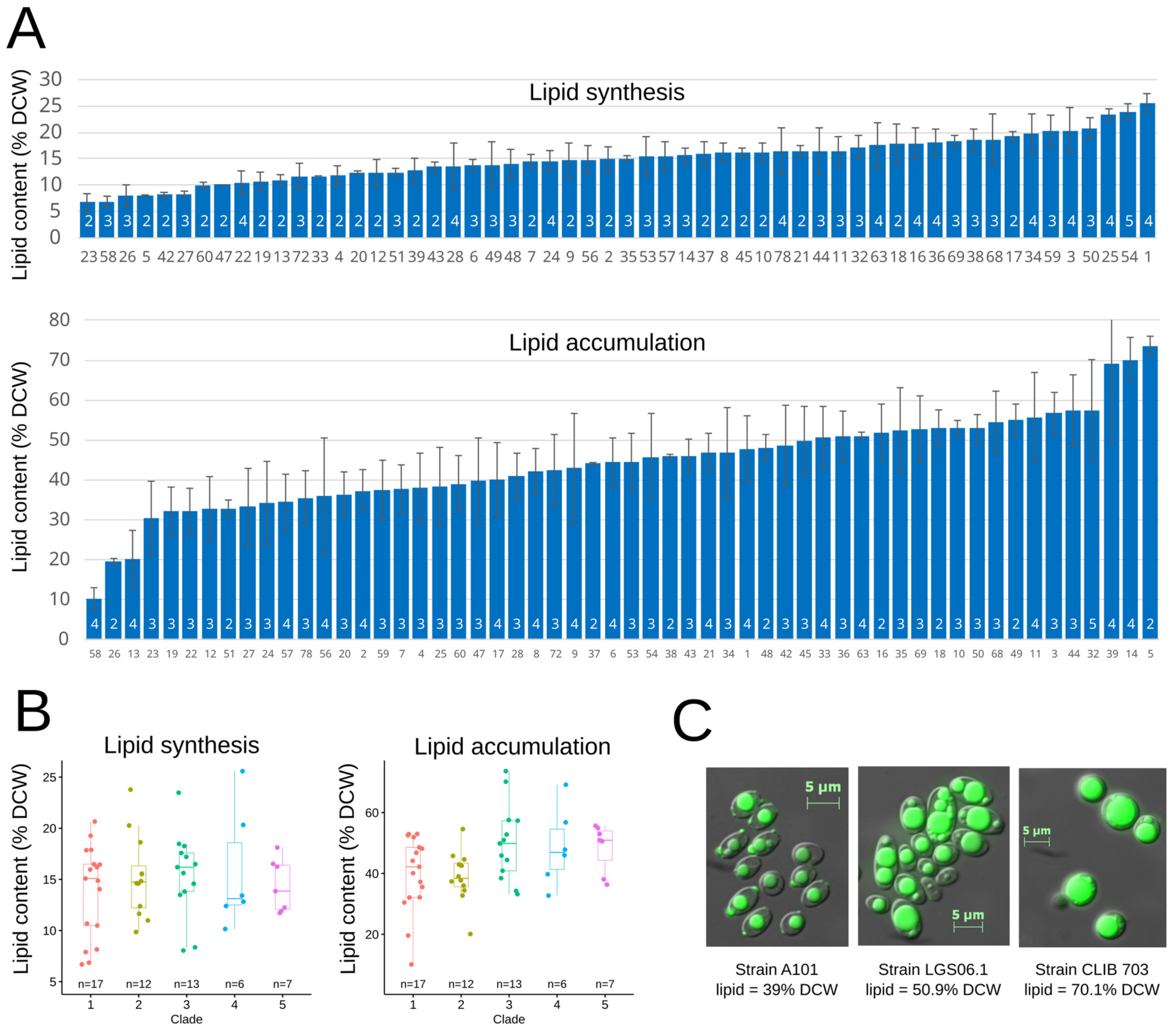 Insights into the Genomic and Phenotypic Landscape of the Oleaginous Yeast Yarrowia lipolytica Insights into the Genomic and Phenotypic Landscape of the Oleaginous Yeast Yarrowia lipolytica