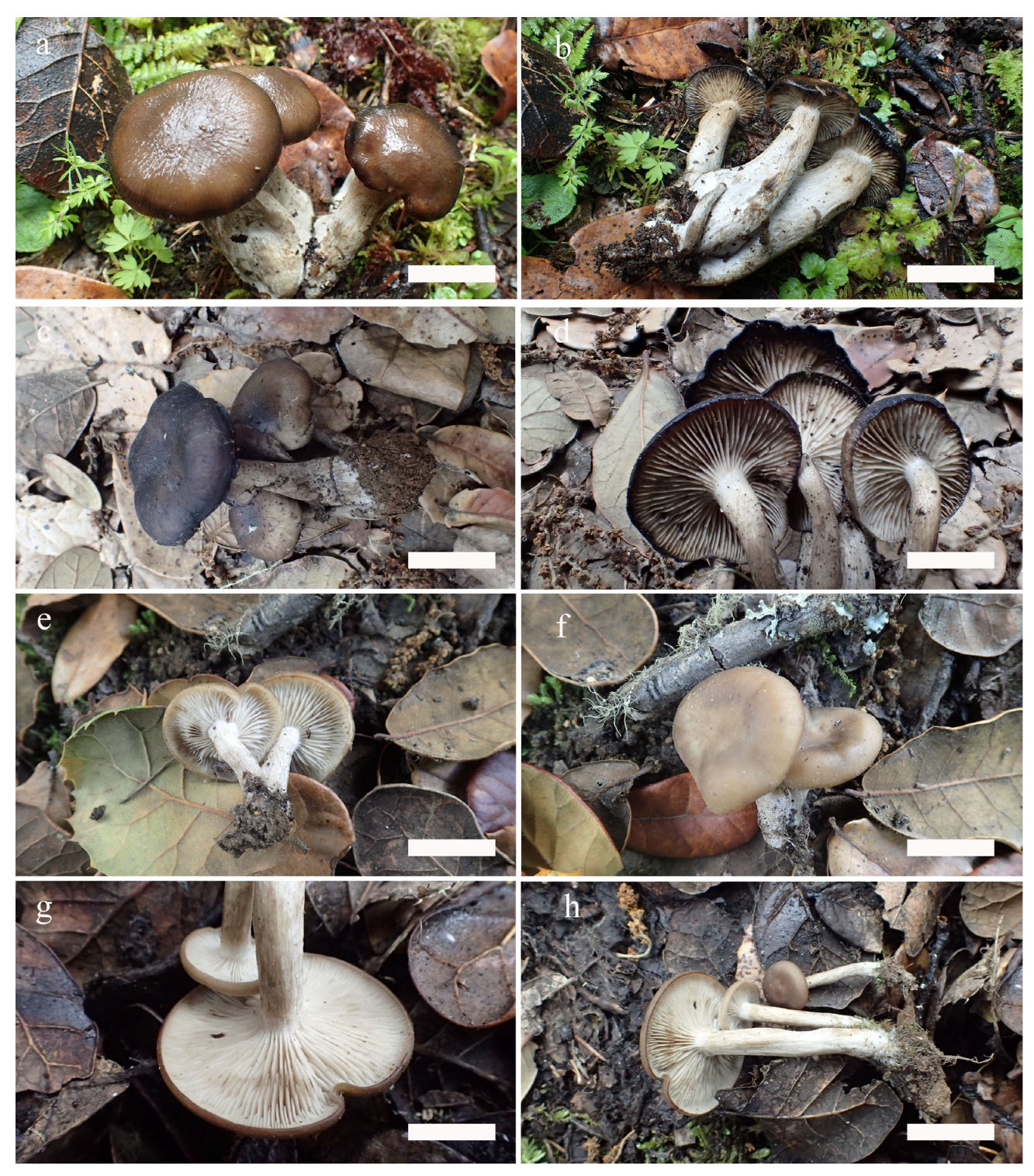 Jof 09 00077 g002 Jof 09 00077 g002