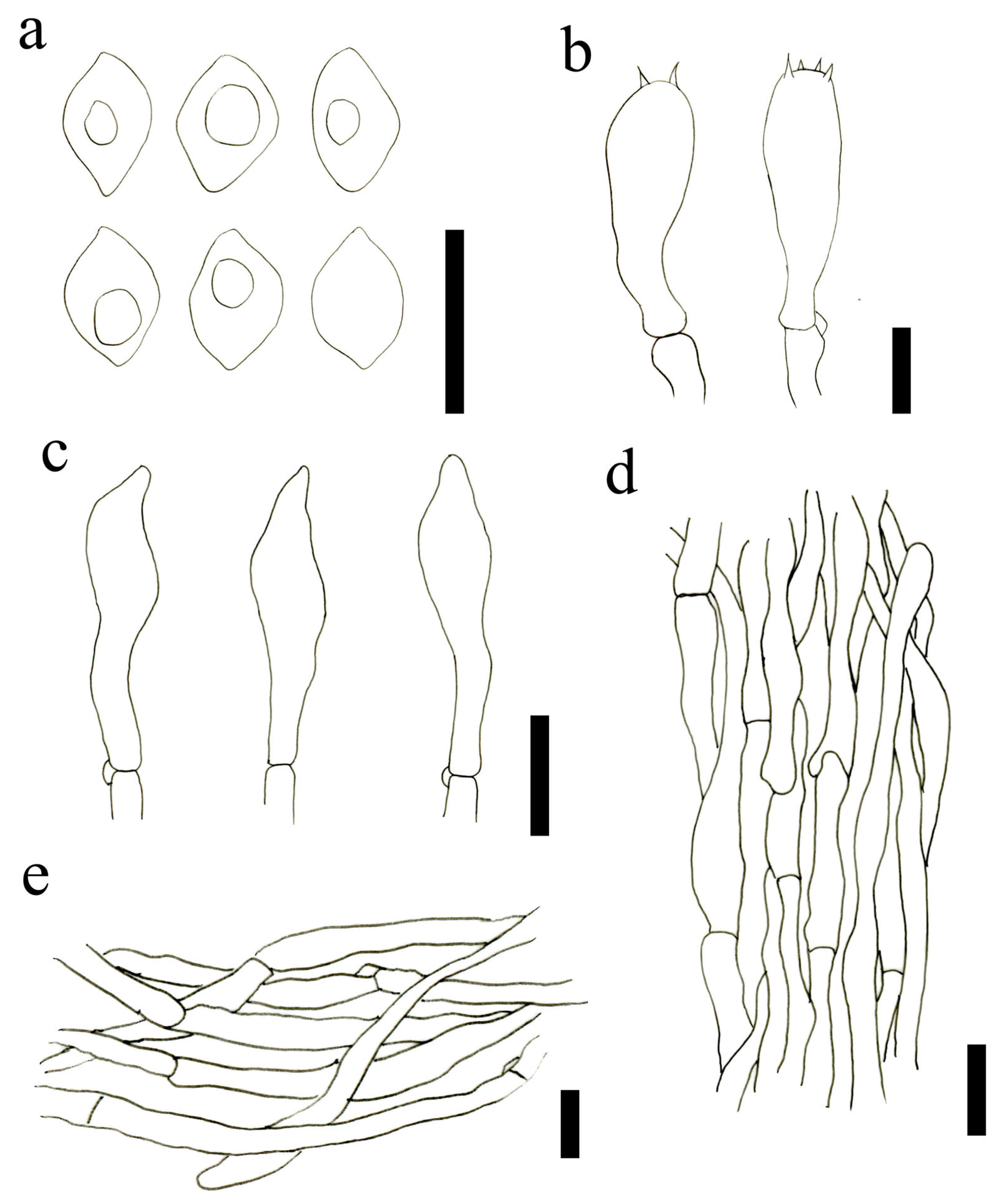 Jof 09 00077 g003 Jof 09 00077 g003