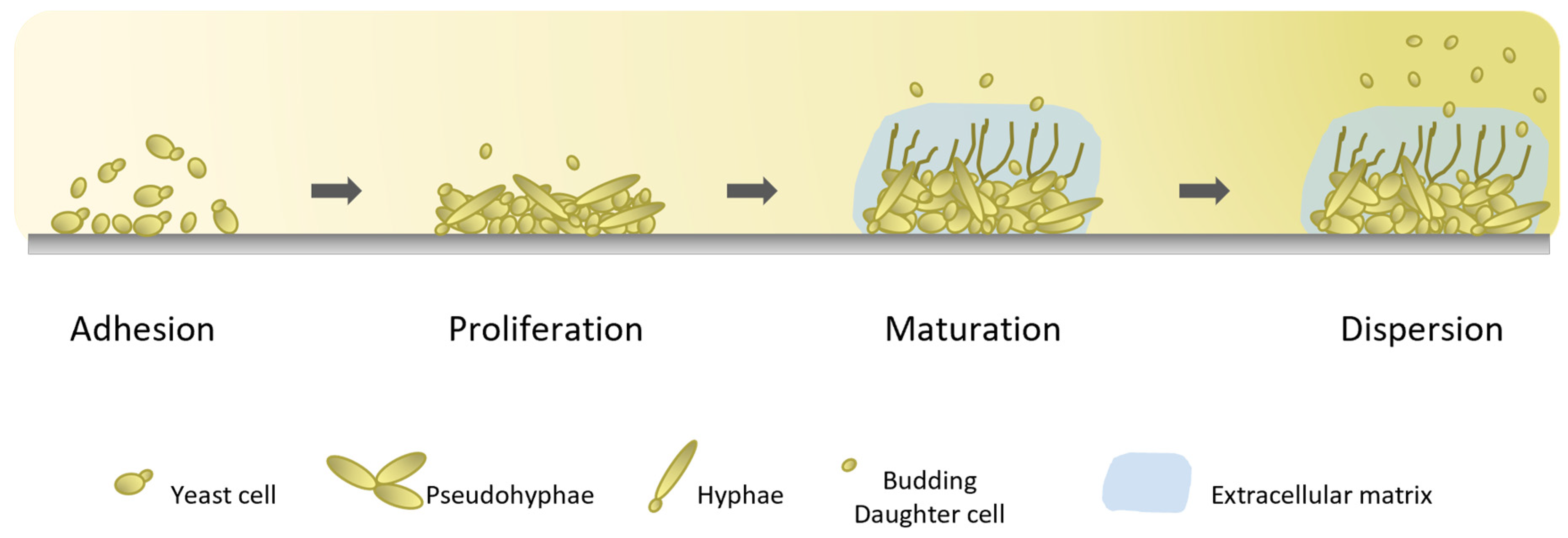 JoF Free FullText Candida parapsilosis Virulence and Antifungal