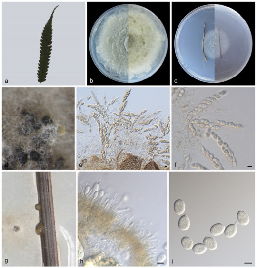 Taxonomy, Phylogeny, Divergence Time Estimation, and Biogeography of the Family Pseudoplagiostomataceae (Ascomycota, Diaporthales) Taxonomy, Phylogeny, Divergence Time Estimation, and Biogeography of the Family Pseudoplagiostomataceae (Ascomycota, Diaporthales)