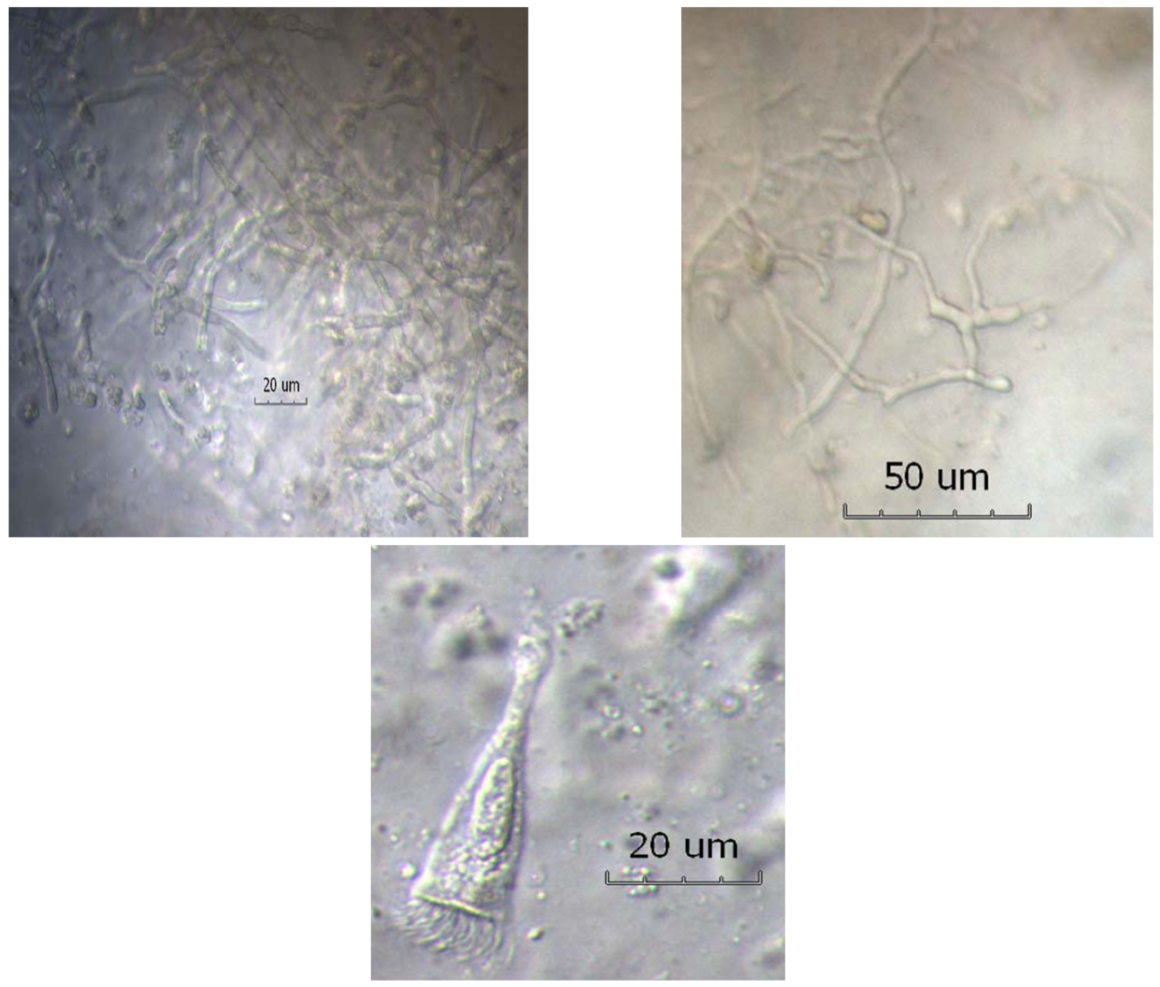 Jof 09 00085 g002 Jof 09 00085 g002