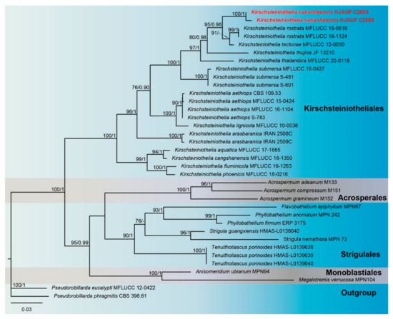 Molecular Phylogeny and Morphology Reveal Four Novel Species