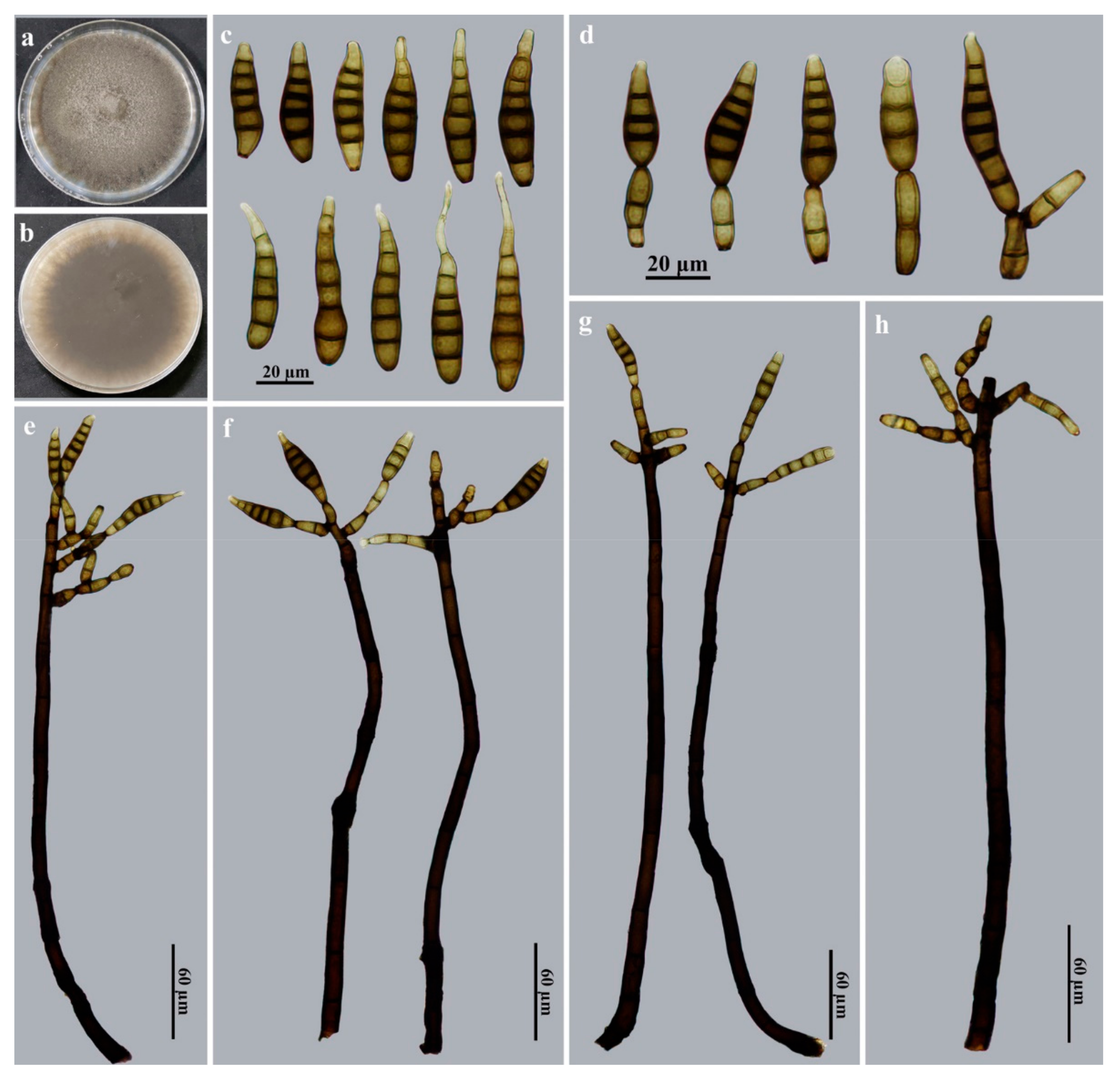 Jof 09 00107 g006 Jof 09 00107 g006