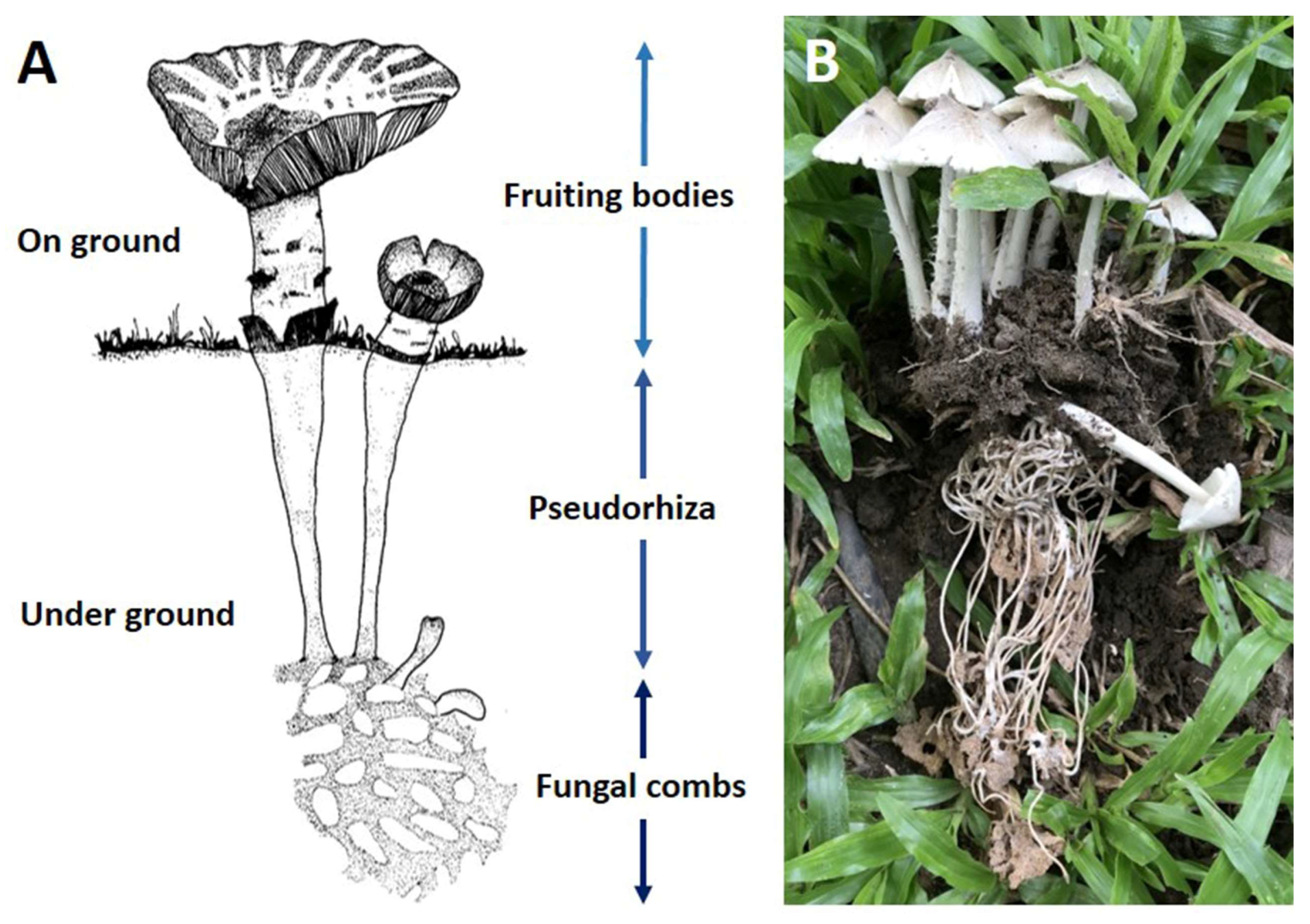 Termitomyces clypeatus  Descriptions of Fungi and Bacteria