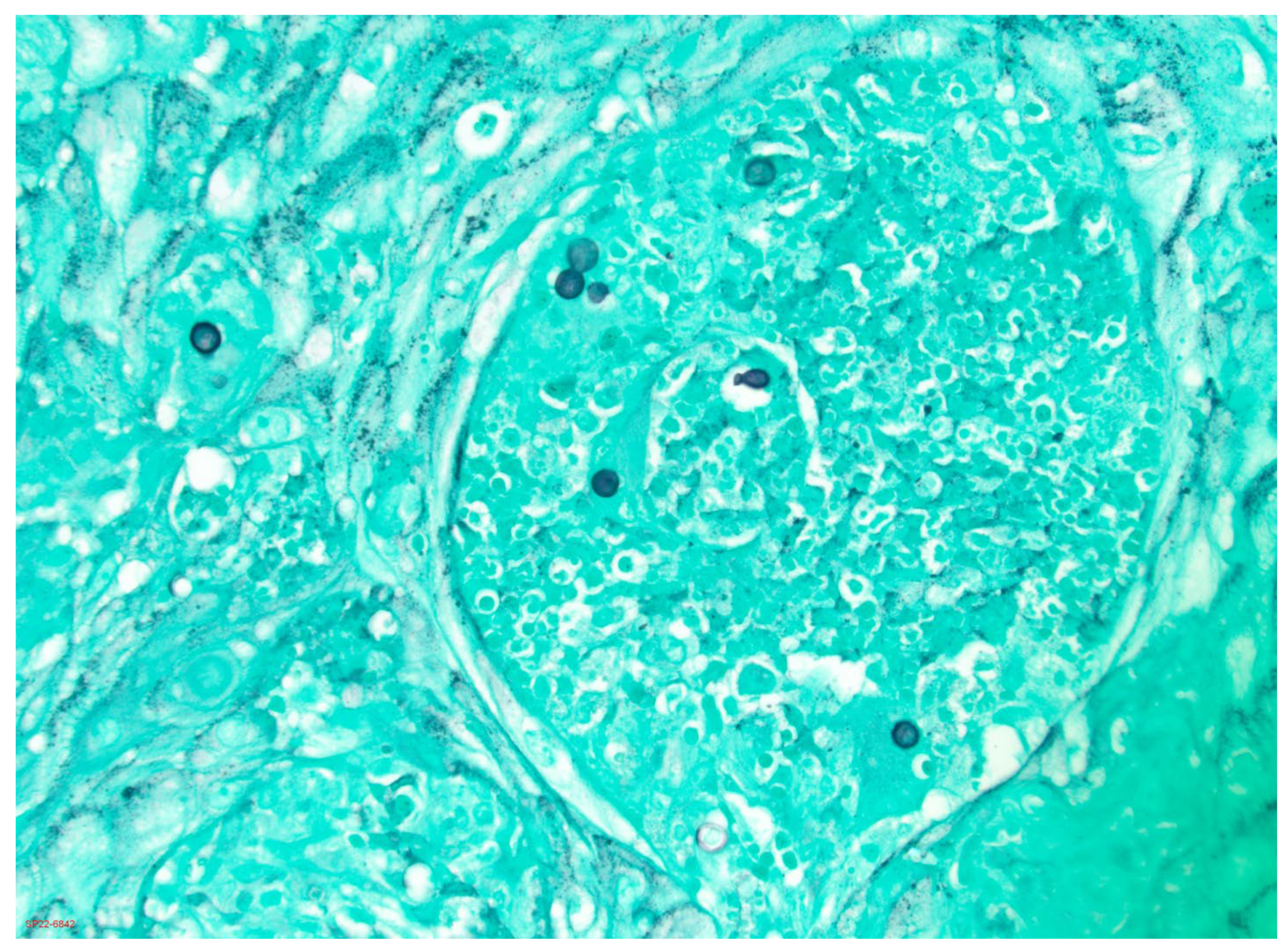 Jof 09 00117 g001 Jof 09 00117 g001