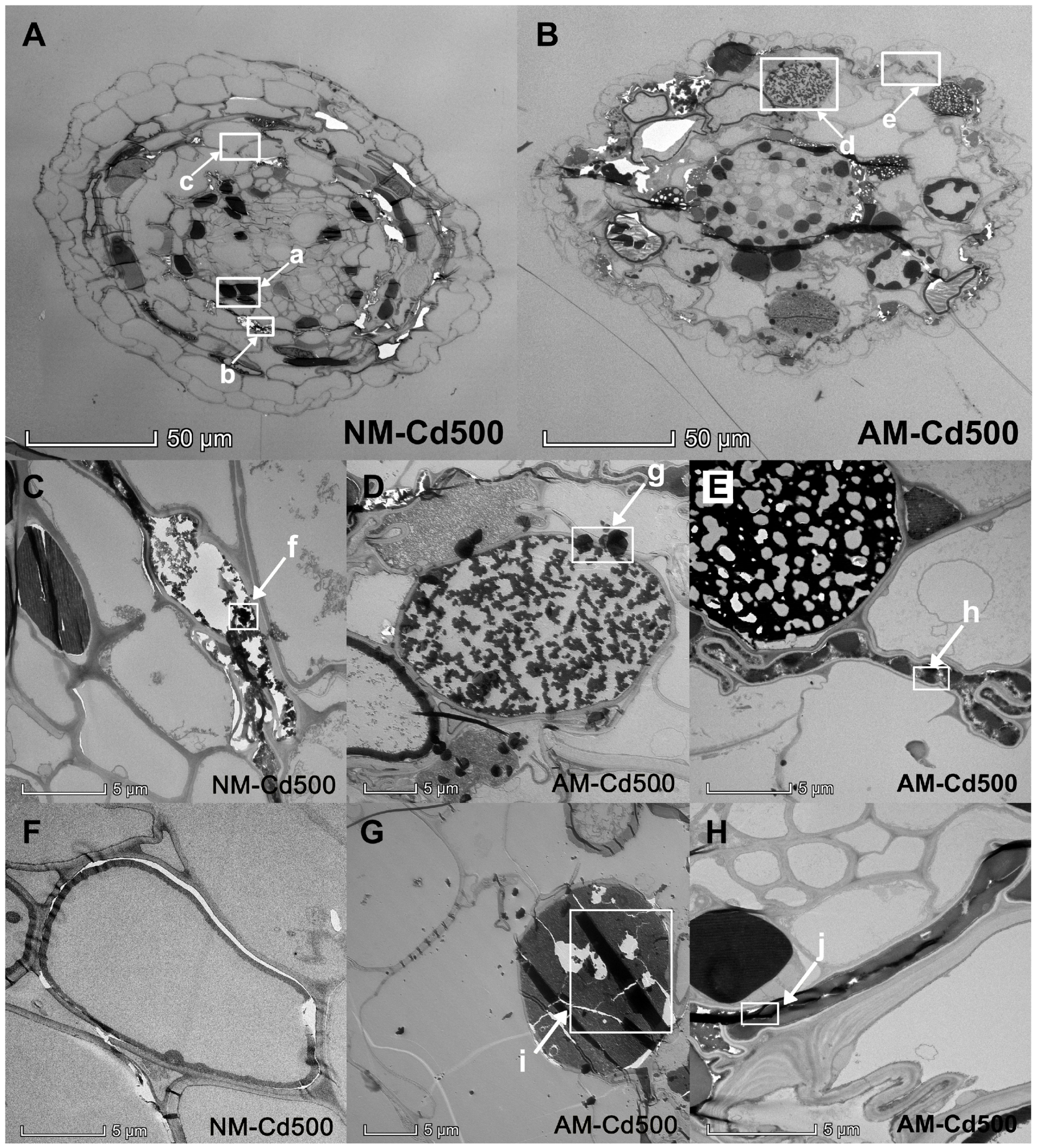 Effects of Arbuscular Mycorrhizal Fungi on the Growth and