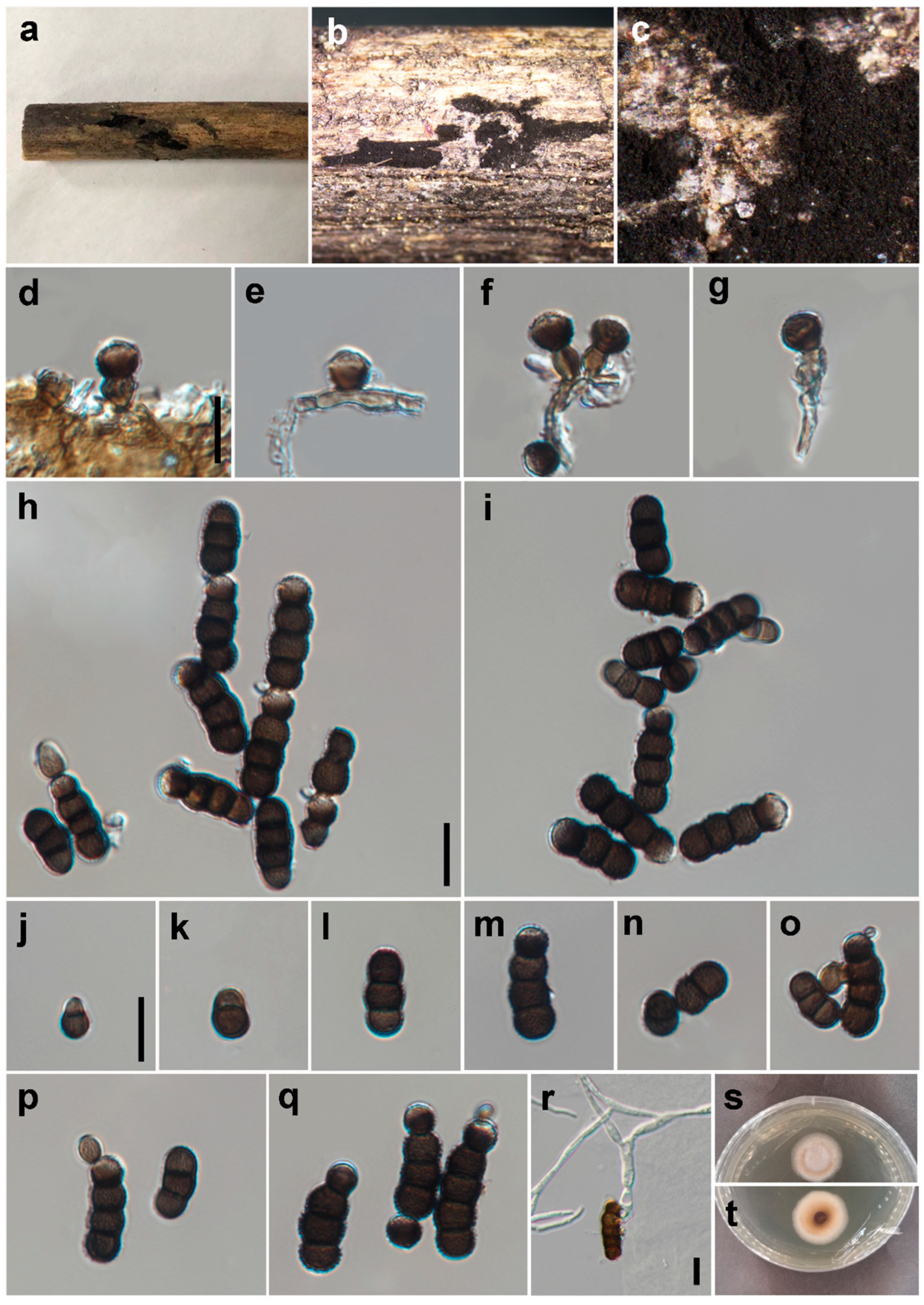 Jof 09 00150 g006 Jof 09 00150 g006