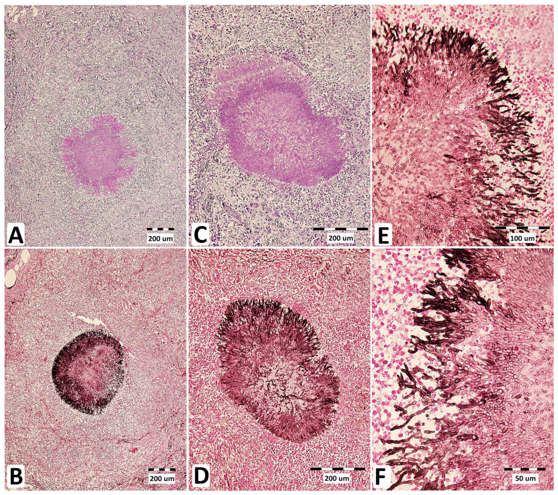 Jof 09 00161 g003 Jof 09 00161 g003