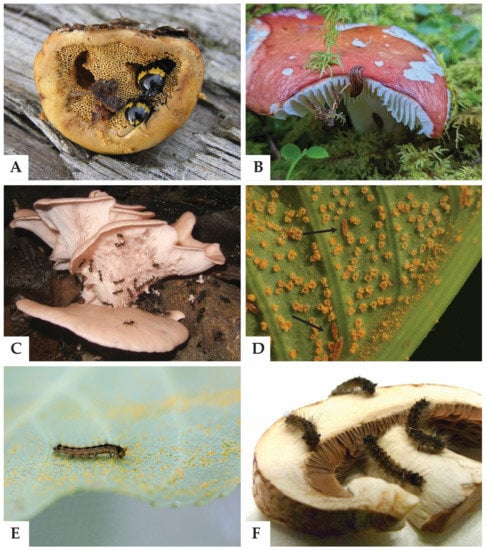 PDF) Mutualistic interactions between ants and fungi: A review