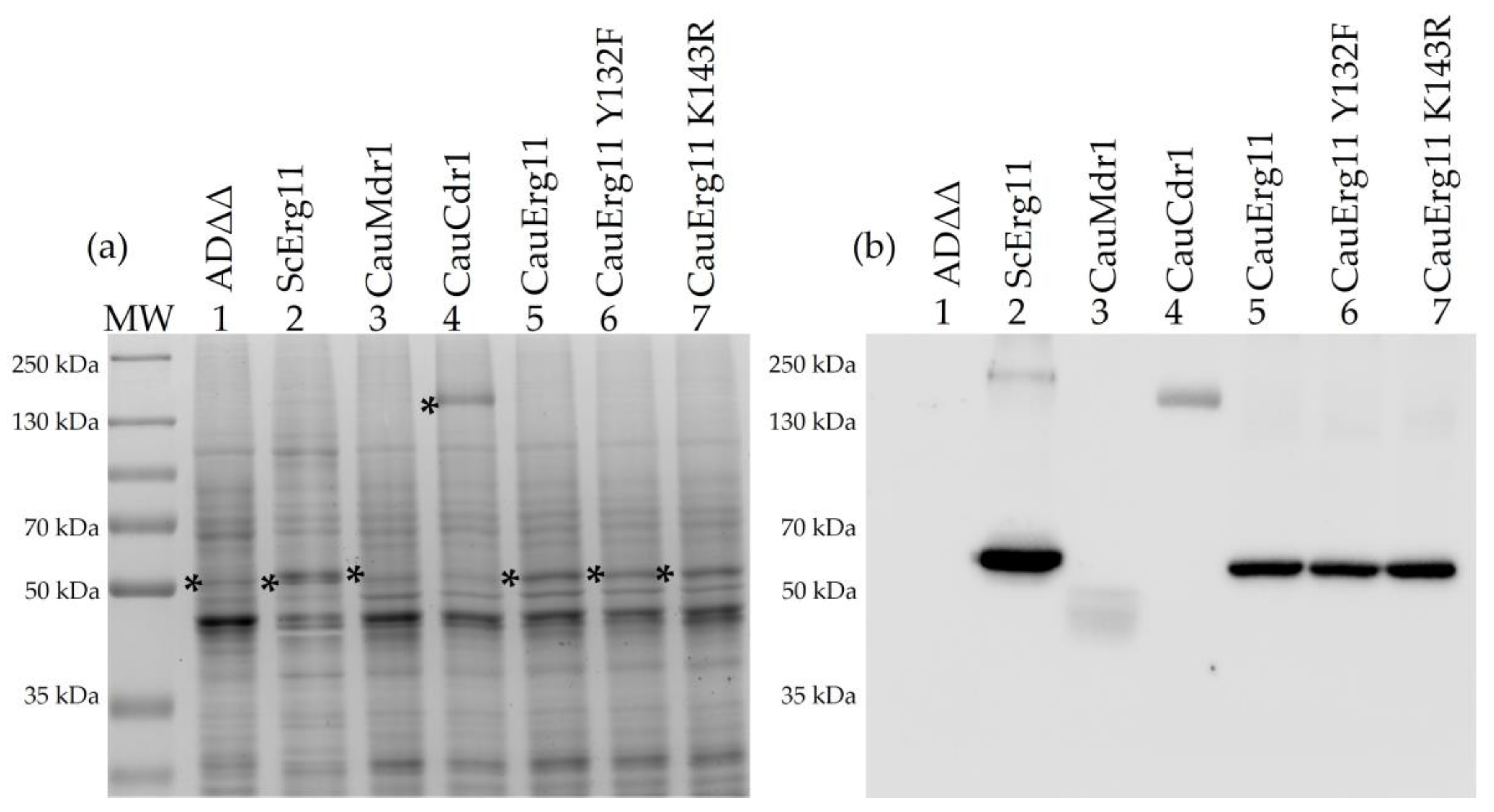 Jof 09 00168 g001 Jof 09 00168 g001