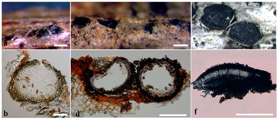 Re-Evaluating Botryosphaeriales: Ancestral State