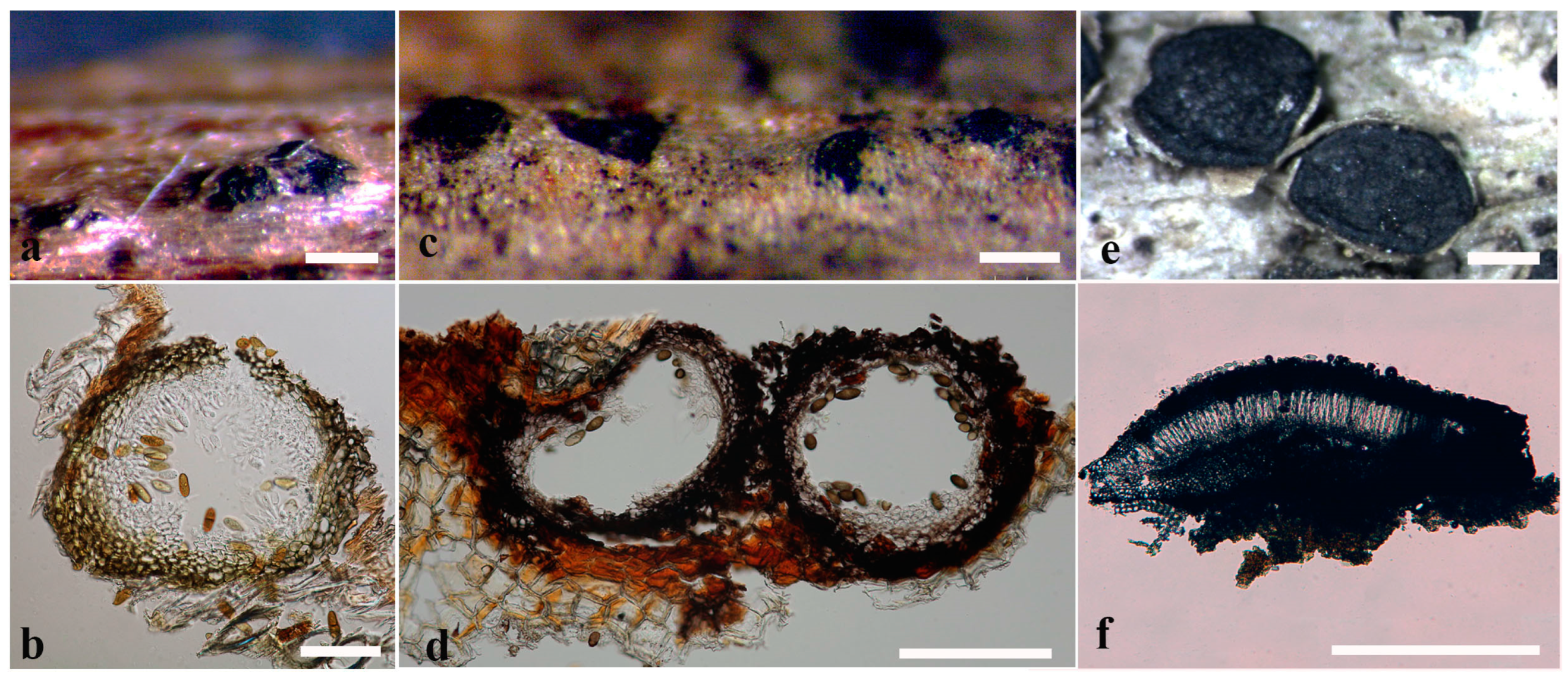 JoF | Free Full-Text | Re-Evaluating Botryosphaeriales: Ancestral 