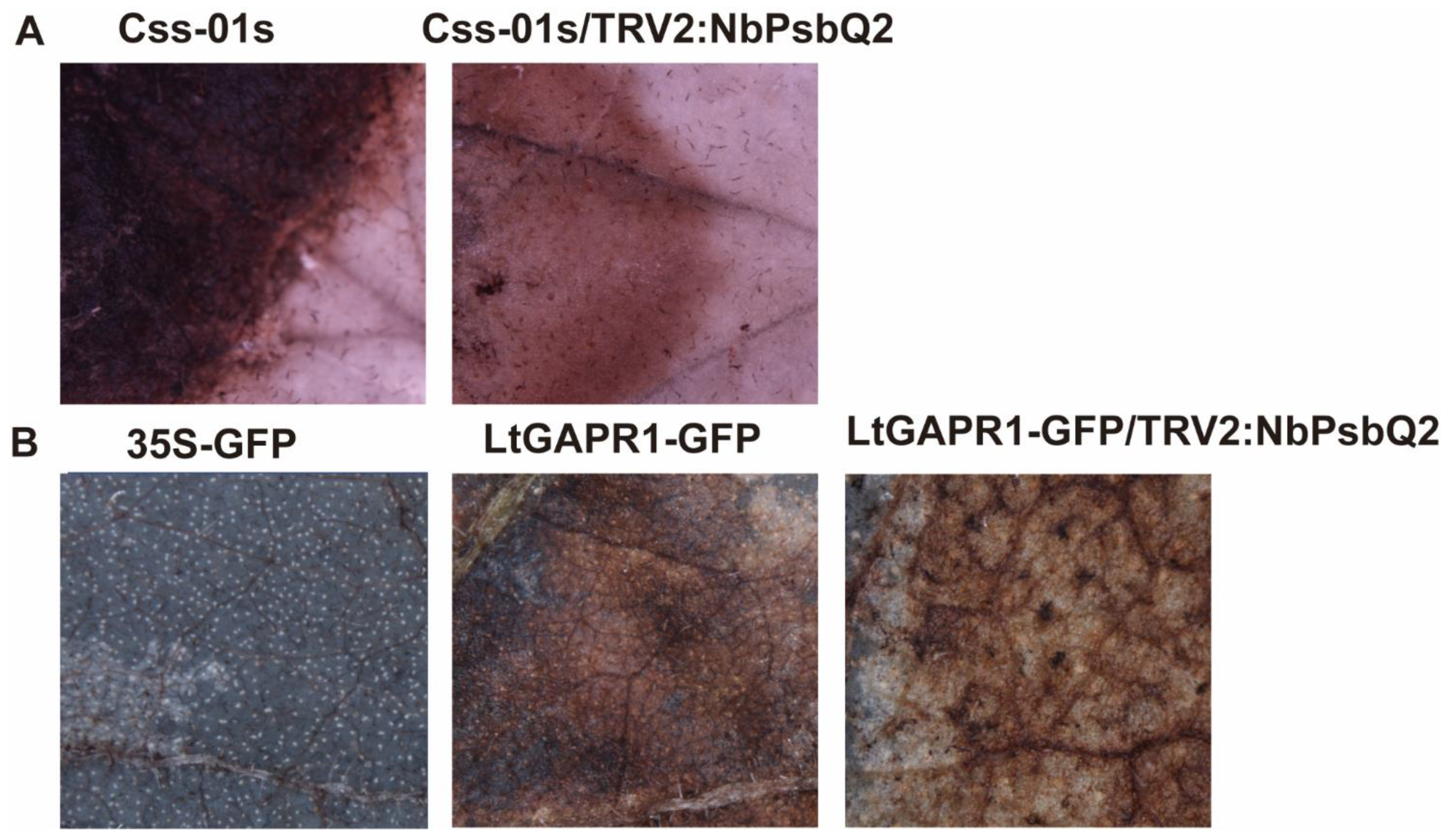 Jof 09 00188 g005 Jof 09 00188 g005