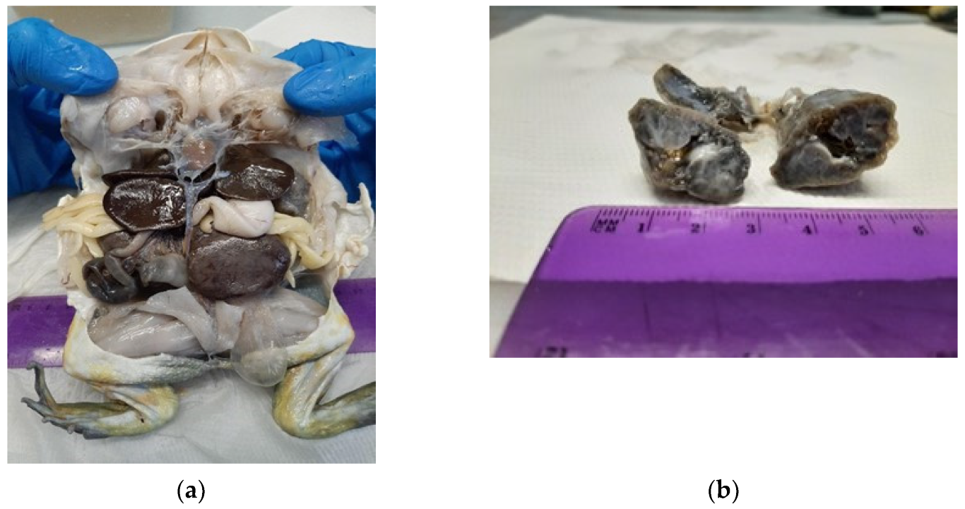 Jof 09 00191 g006 Jof 09 00191 g006