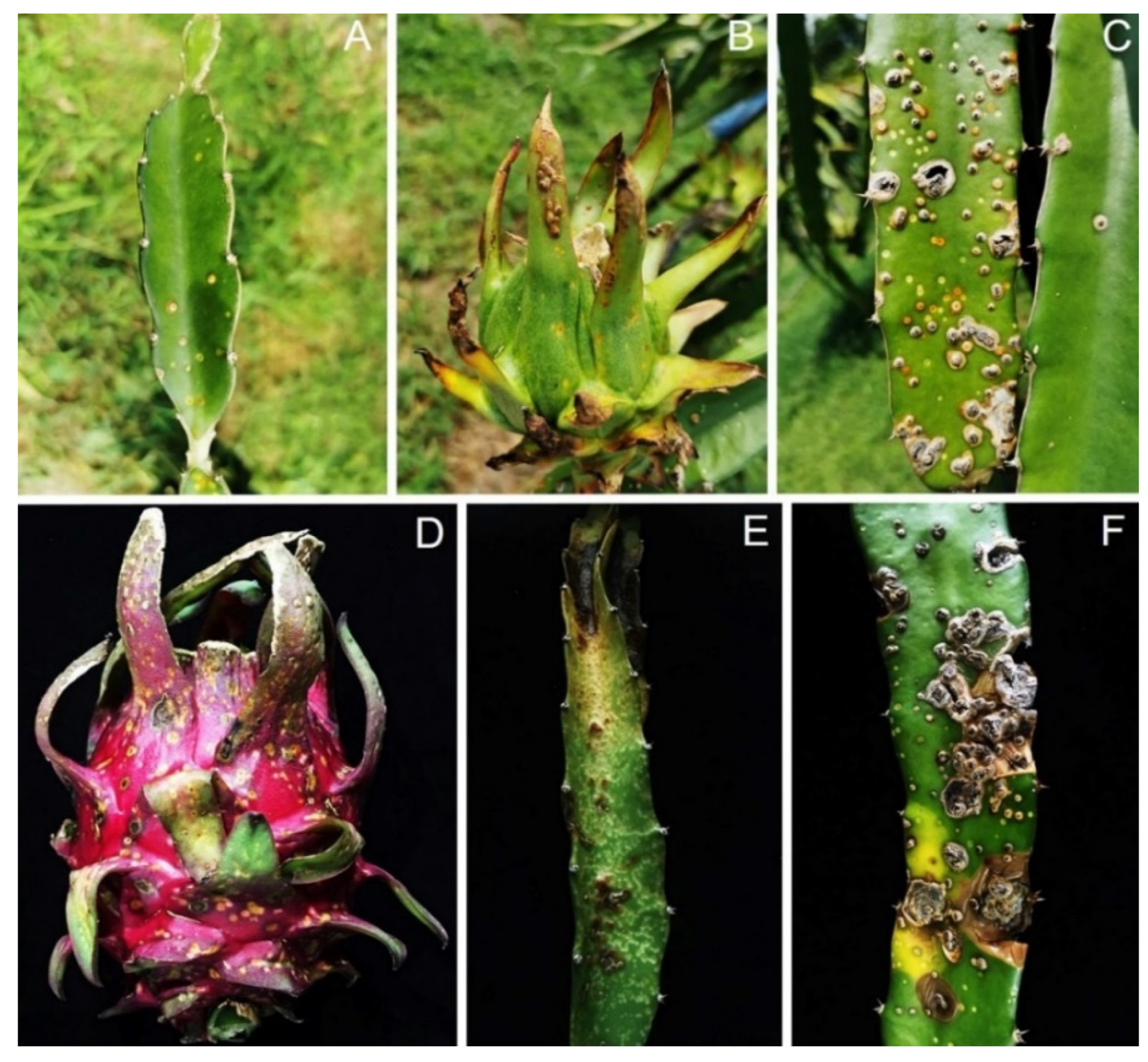 Jof 09 00197 g001 Jof 09 00197 g001