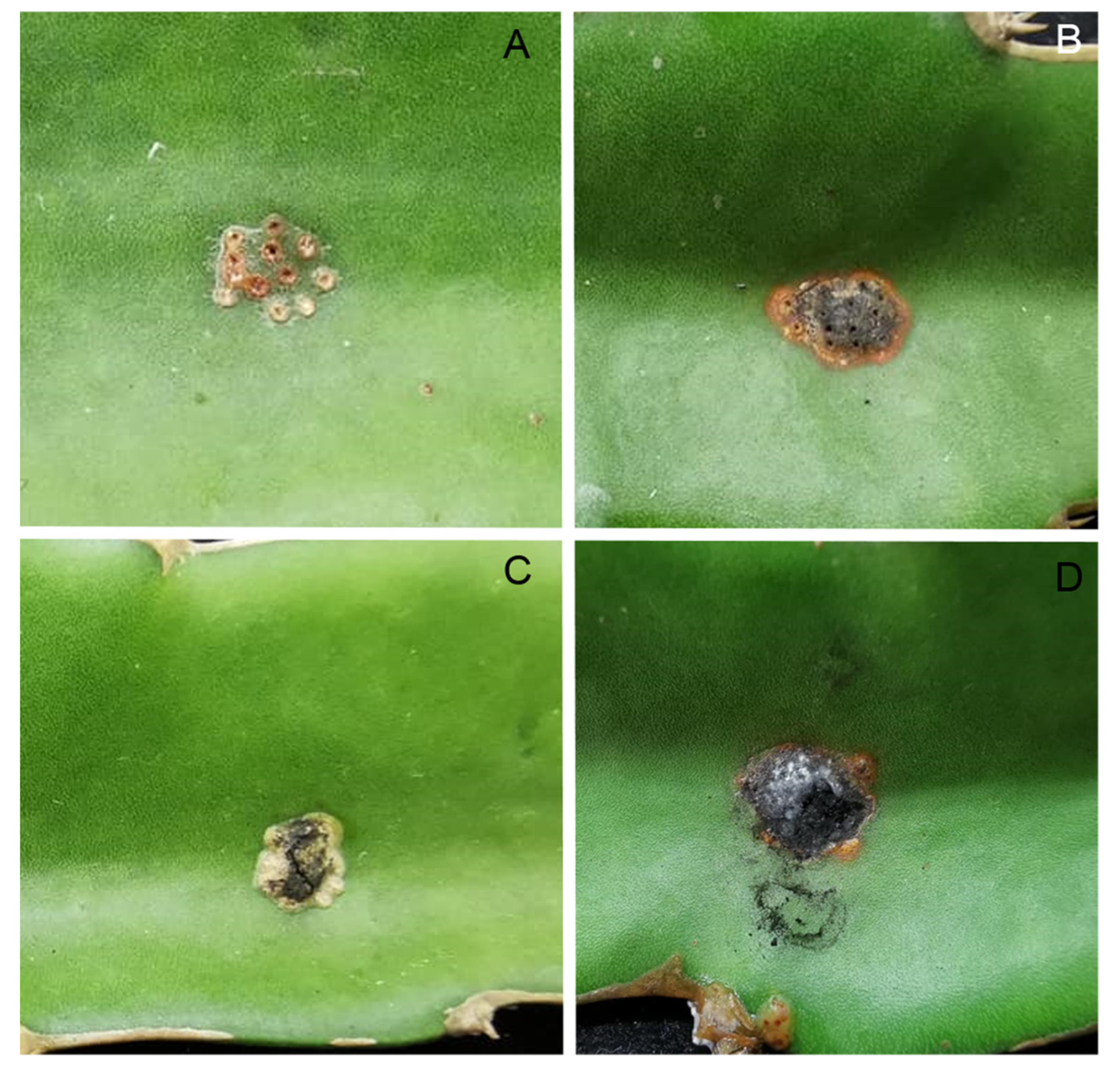 Jof 09 00197 g002 Jof 09 00197 g002