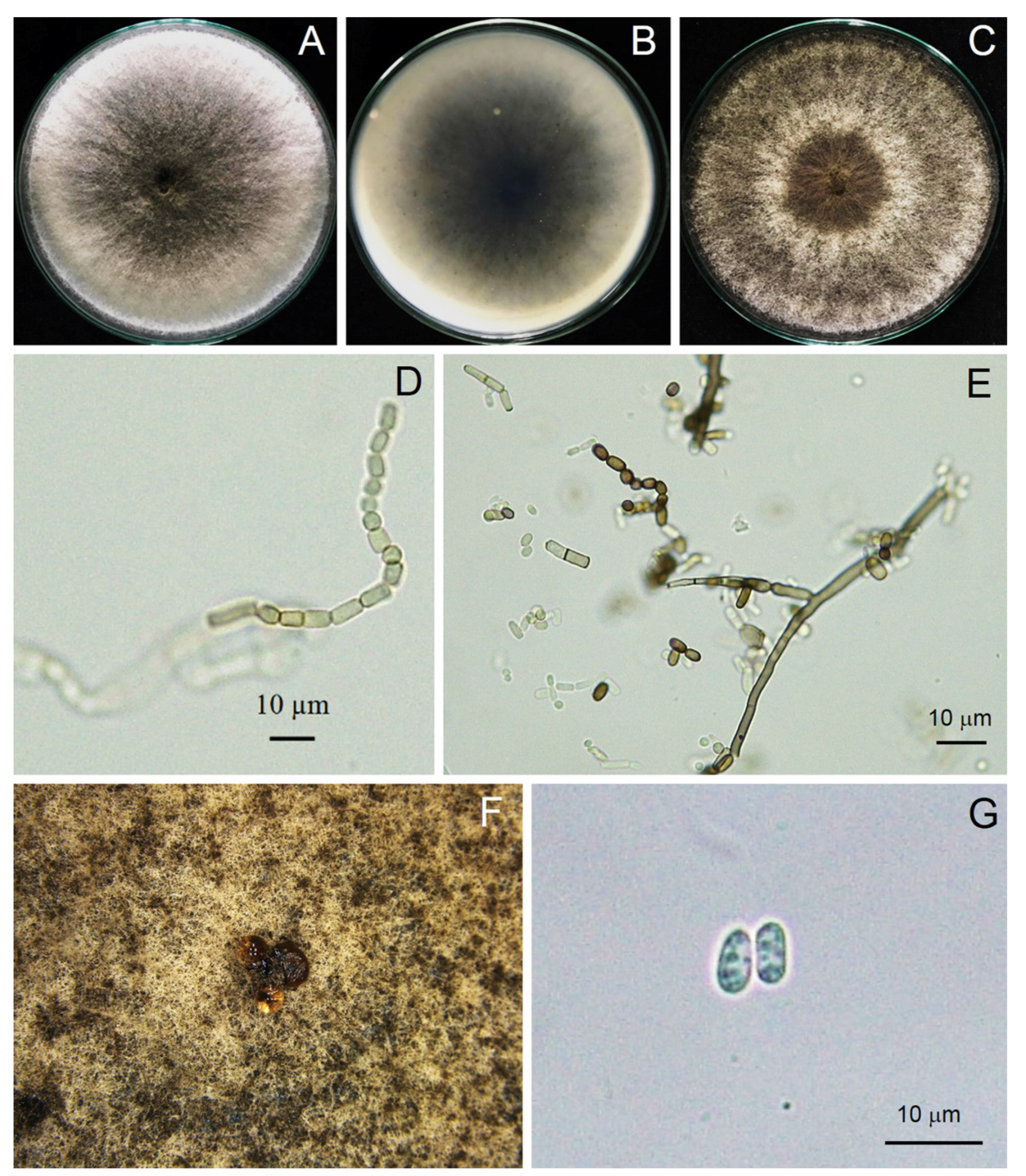 Jof 09 00197 g004 Jof 09 00197 g004