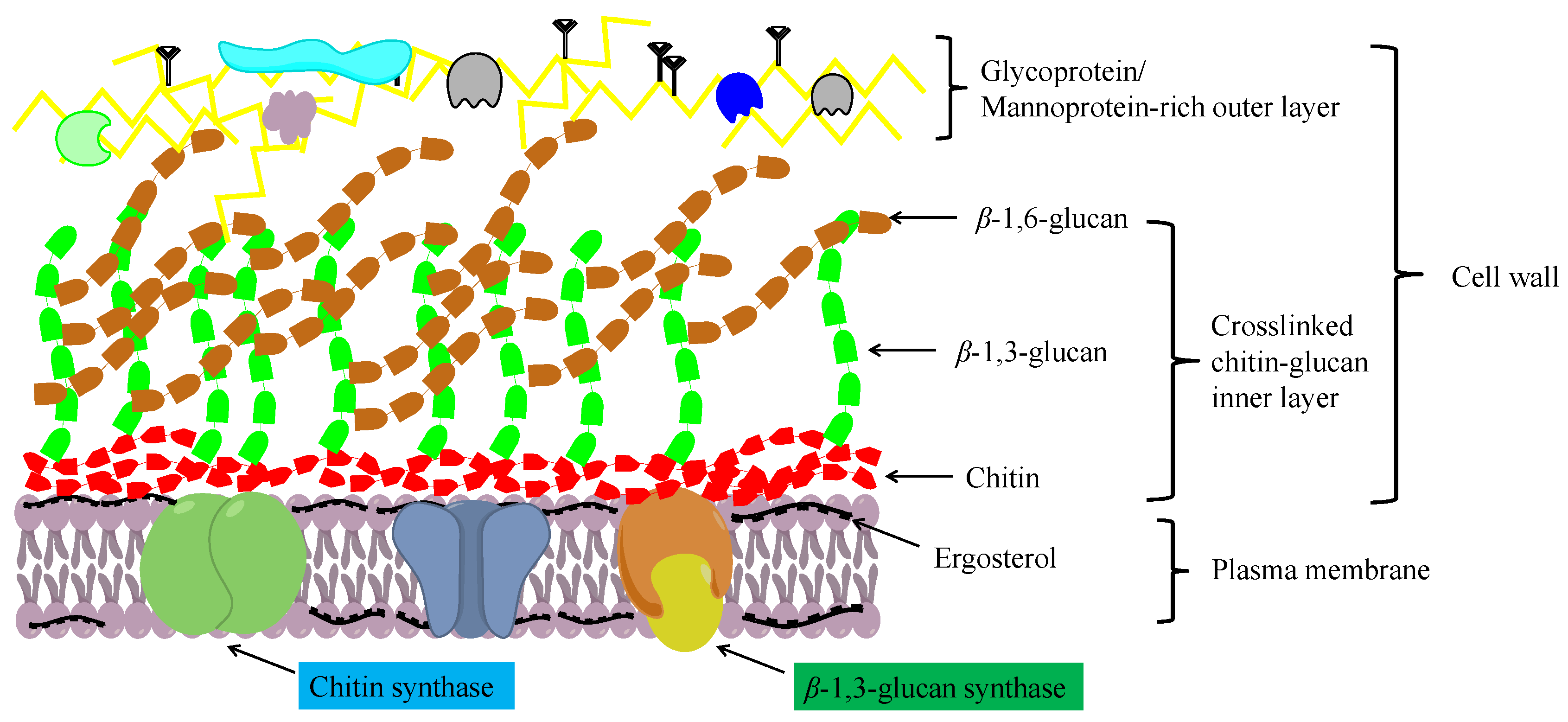Chitin Fungal Cell Wall