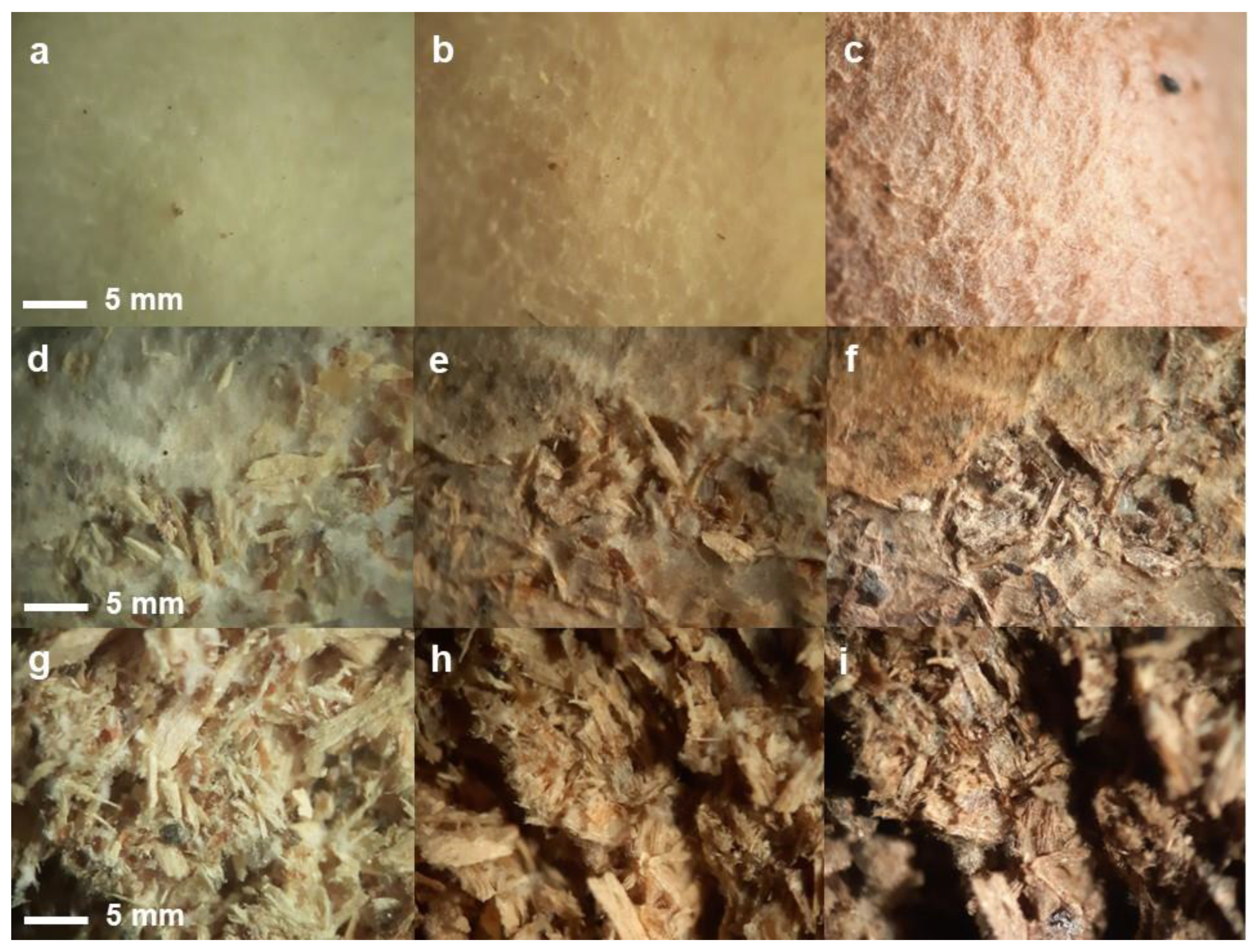 Jof 09 00210 g004 Jof 09 00210 g004