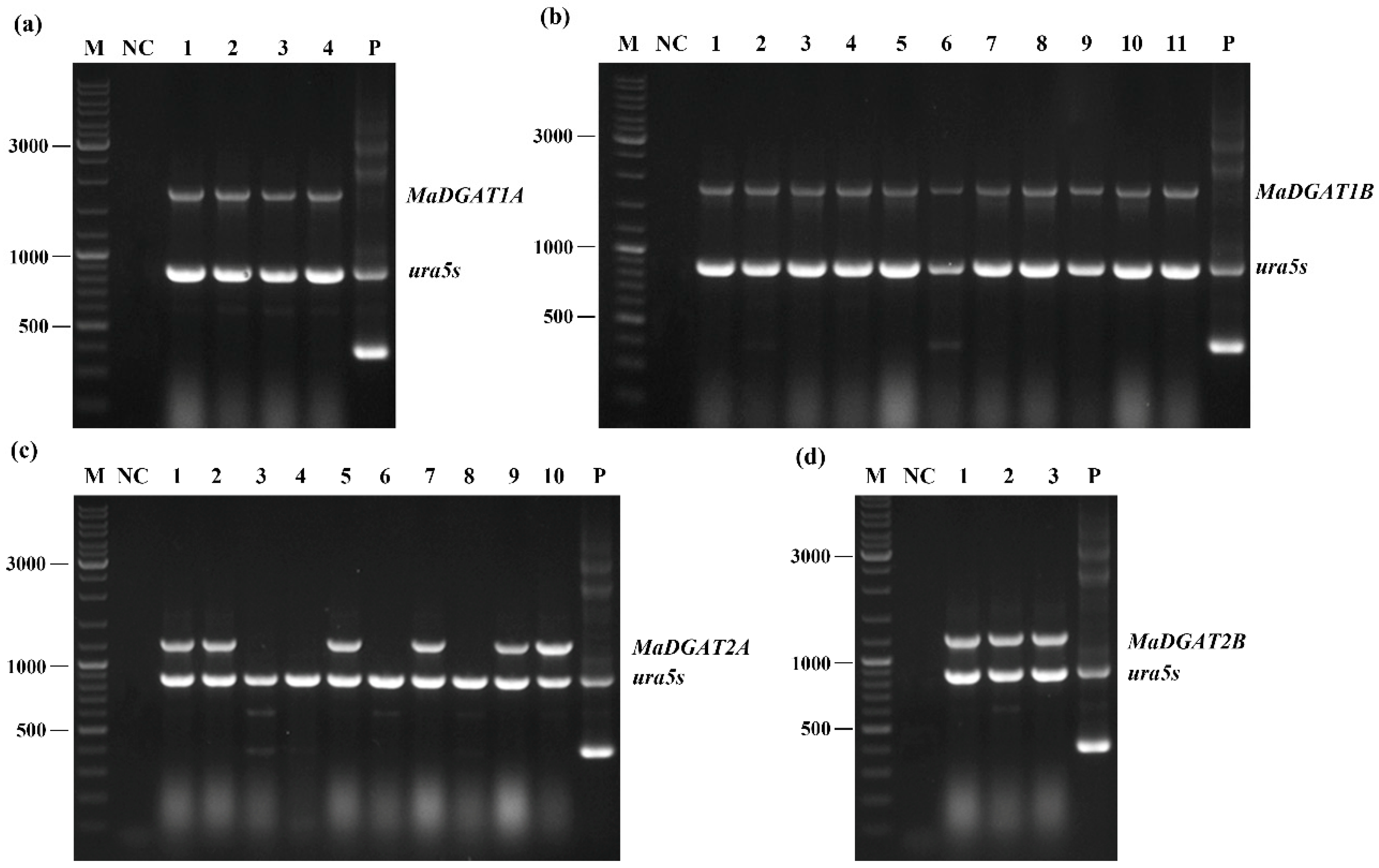 Jof 09 00219 g001 Jof 09 00219 g001