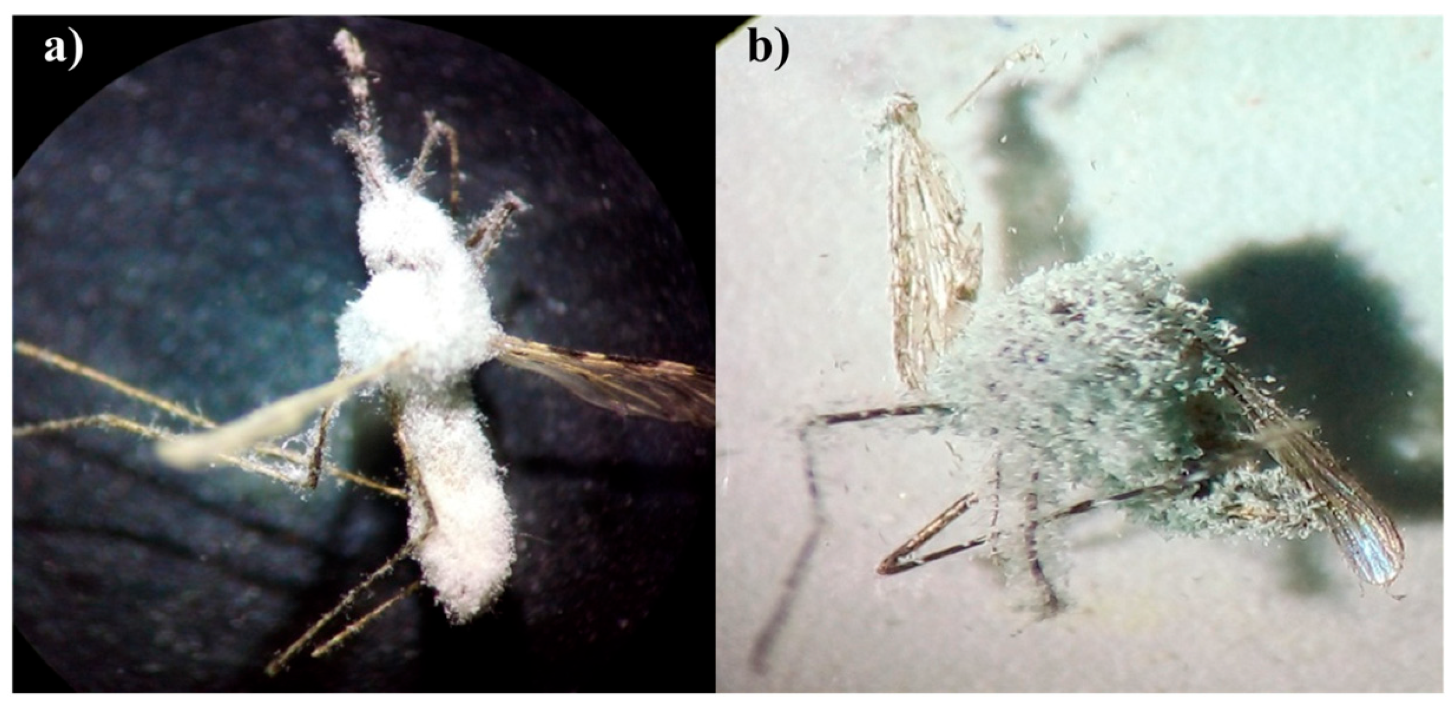 Jof 09 00223 g002 Jof 09 00223 g002