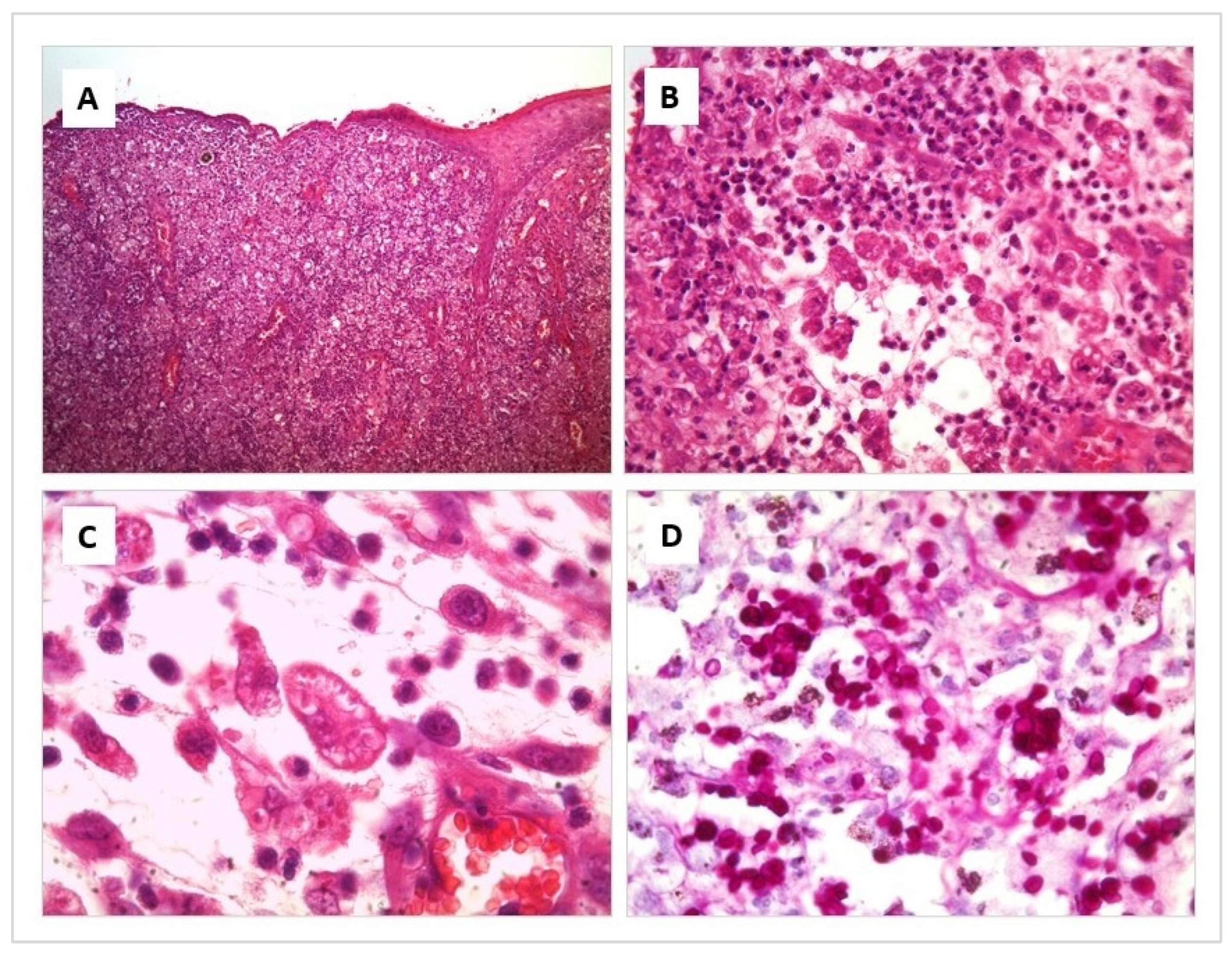 Jof 09 00226 g002 Jof 09 00226 g002