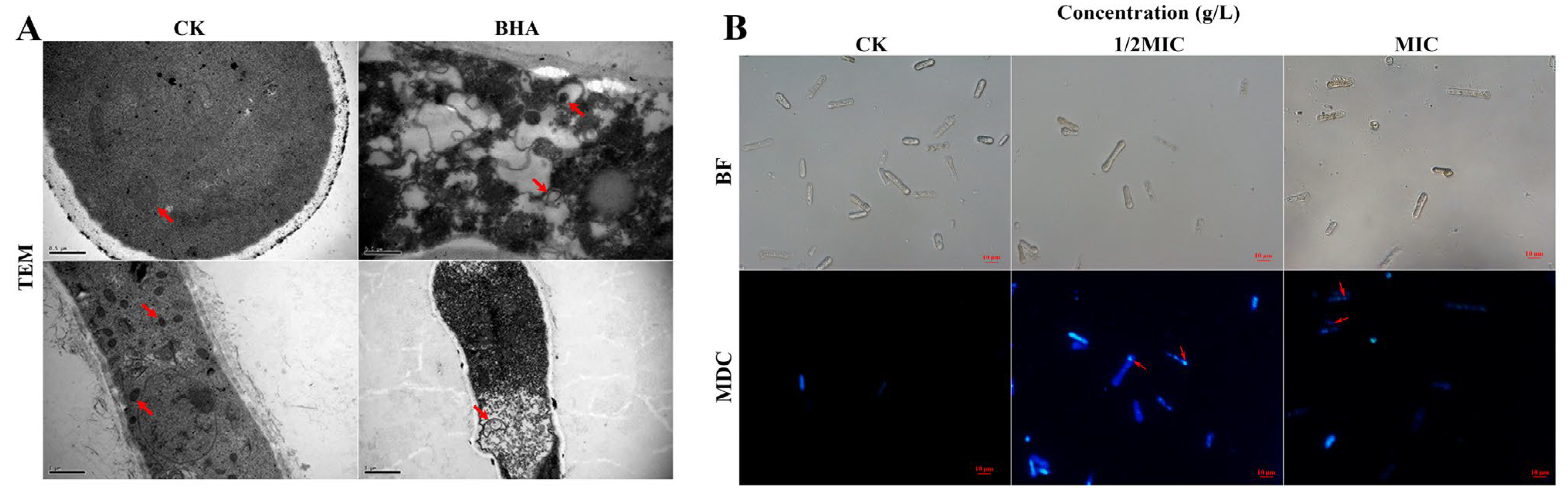 Jof 09 00230 g004 550