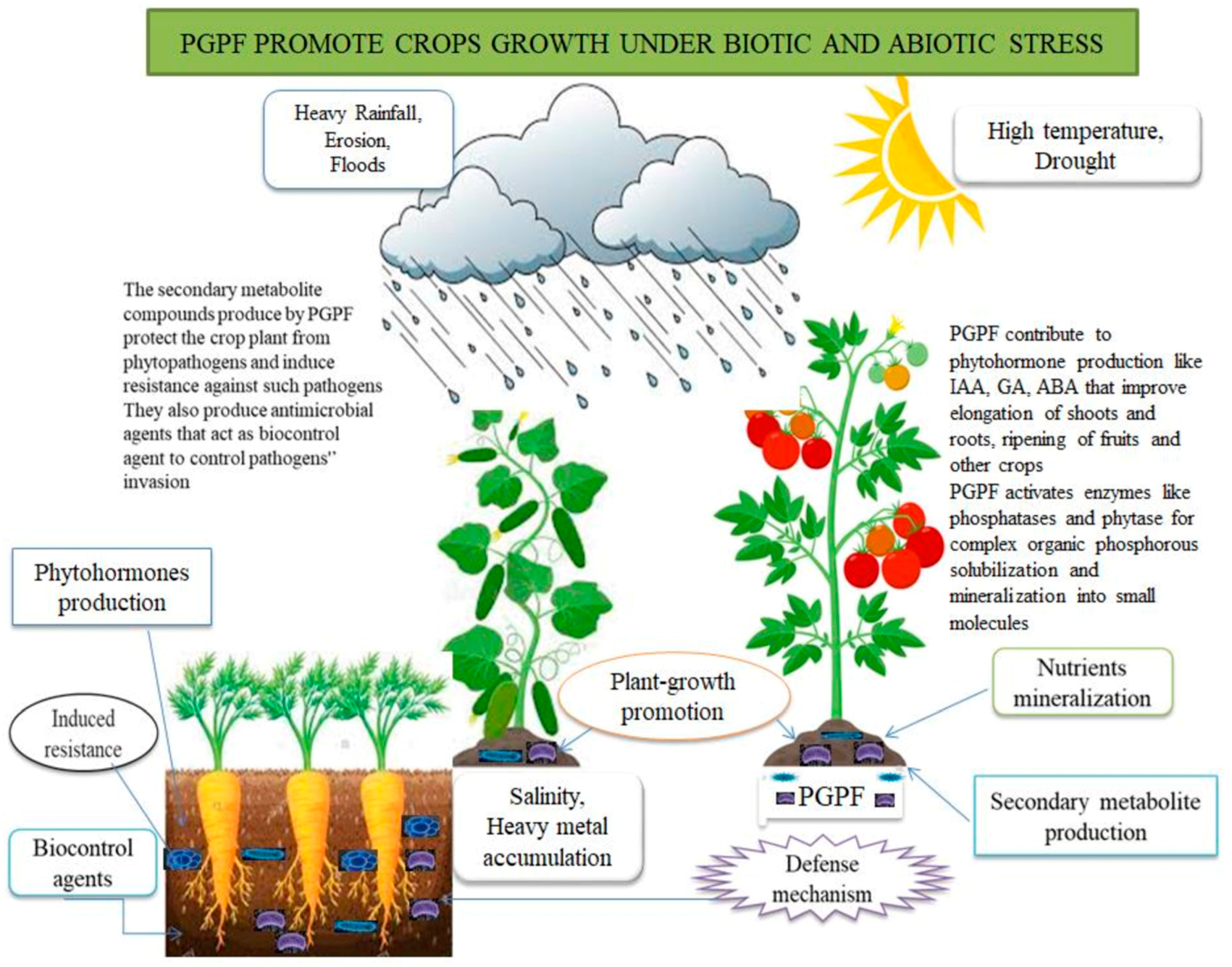 Image of Bio Bloom making plants more resistant to pests and diseases