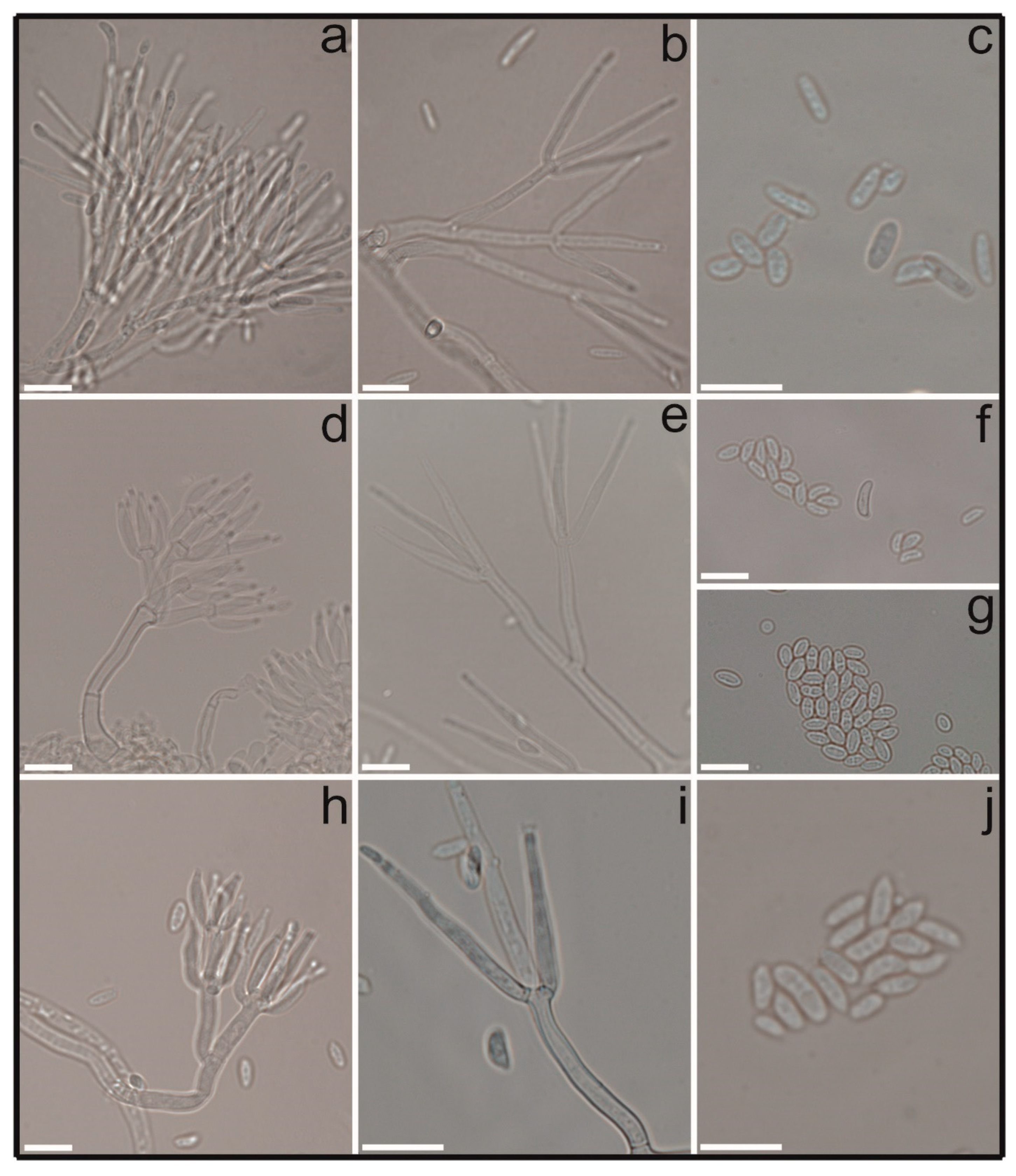 Jof 09 00248 g002 Jof 09 00248 g002