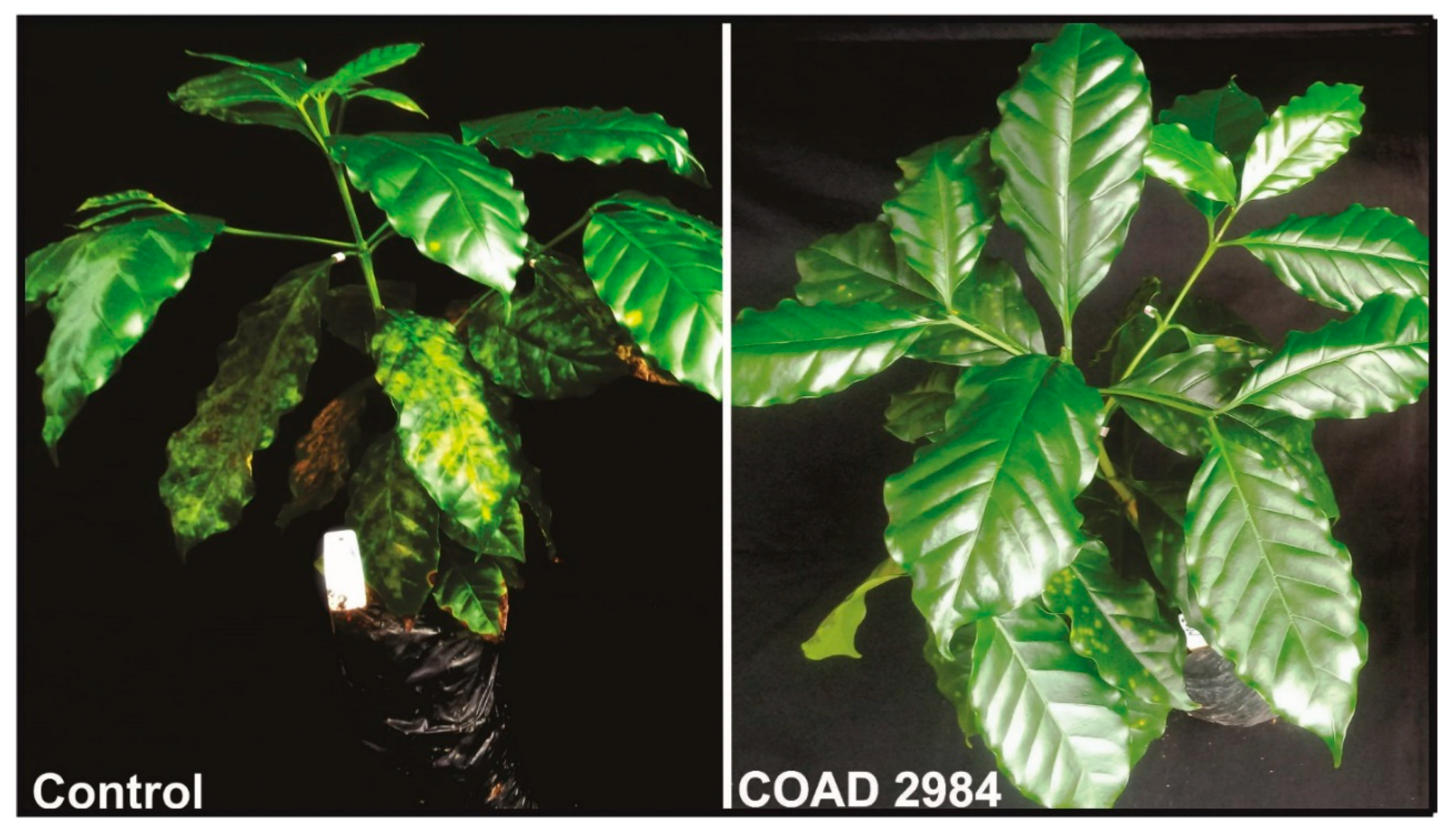 Jof 09 00248 g007 Jof 09 00248 g007