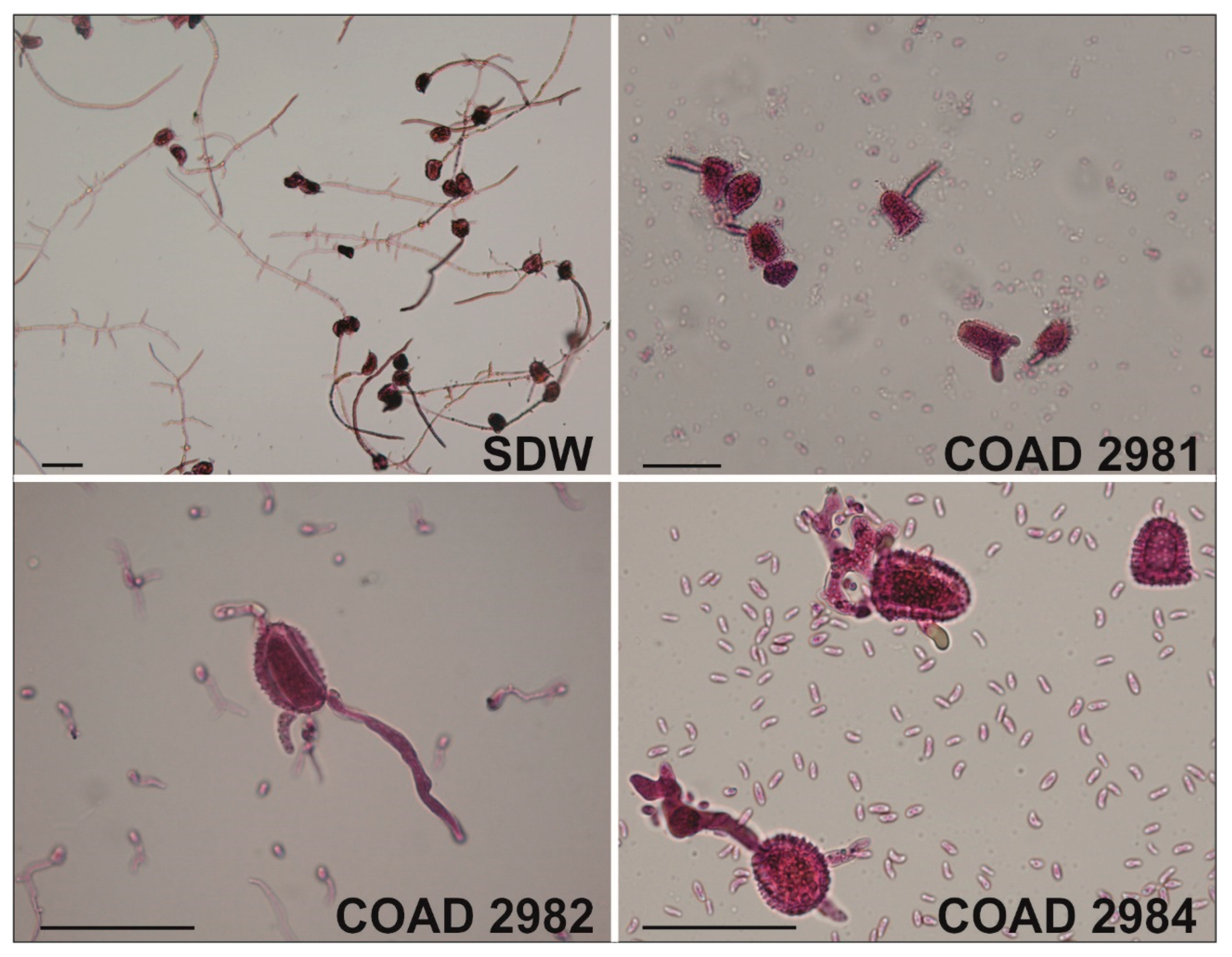 Jof 09 00248 g008 Jof 09 00248 g008