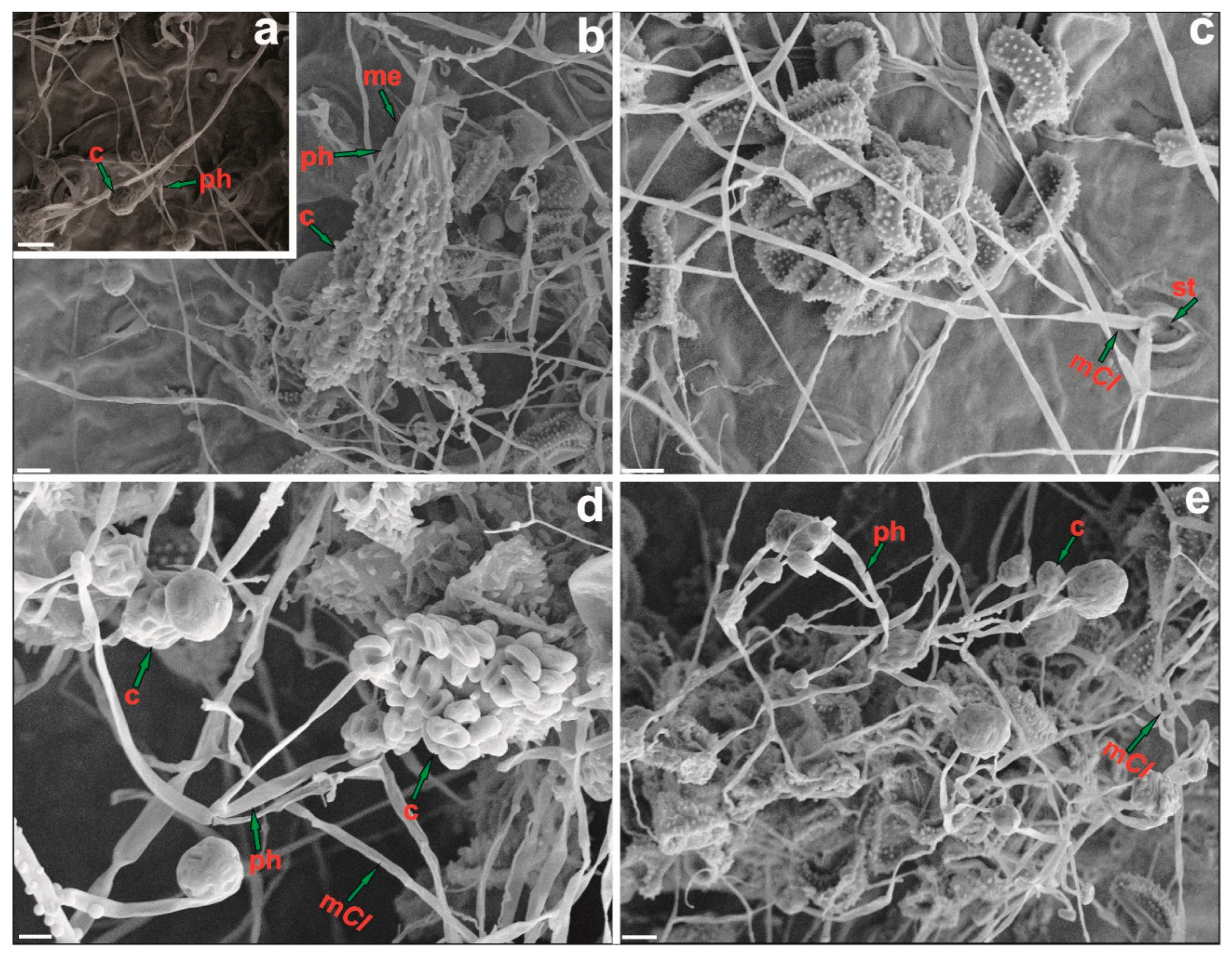Jof 09 00248 g009 Jof 09 00248 g009