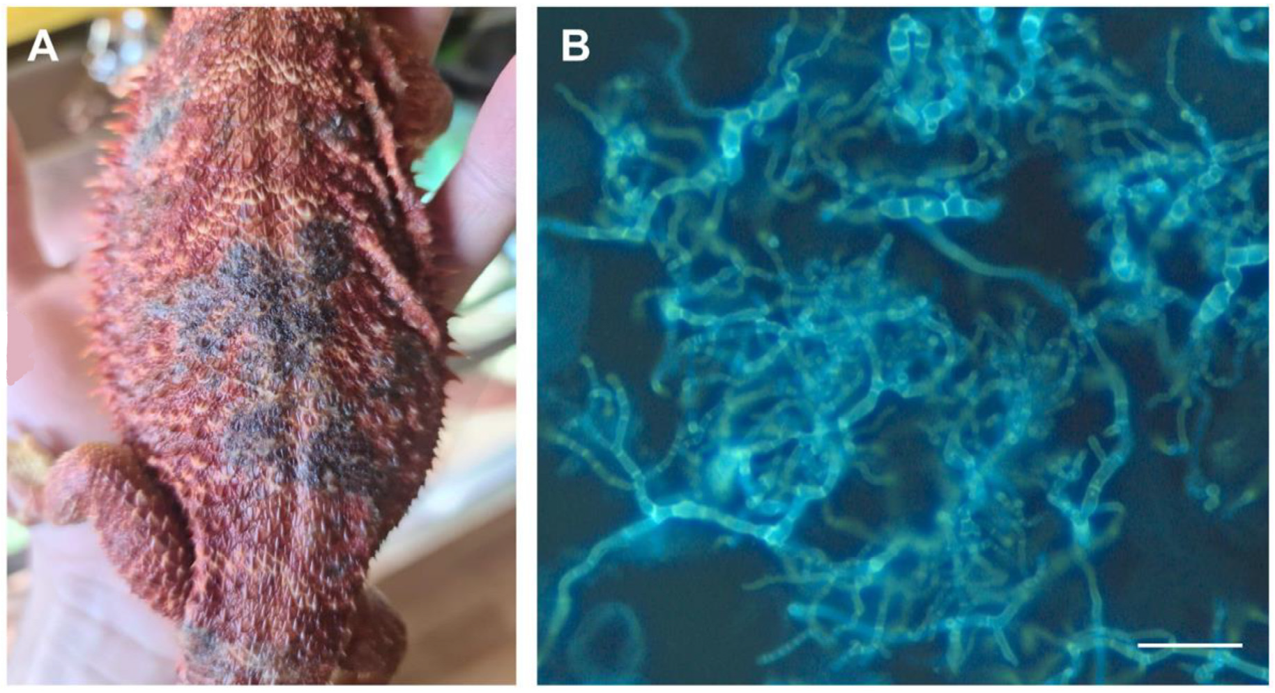 Jof 09 00253 g002 550