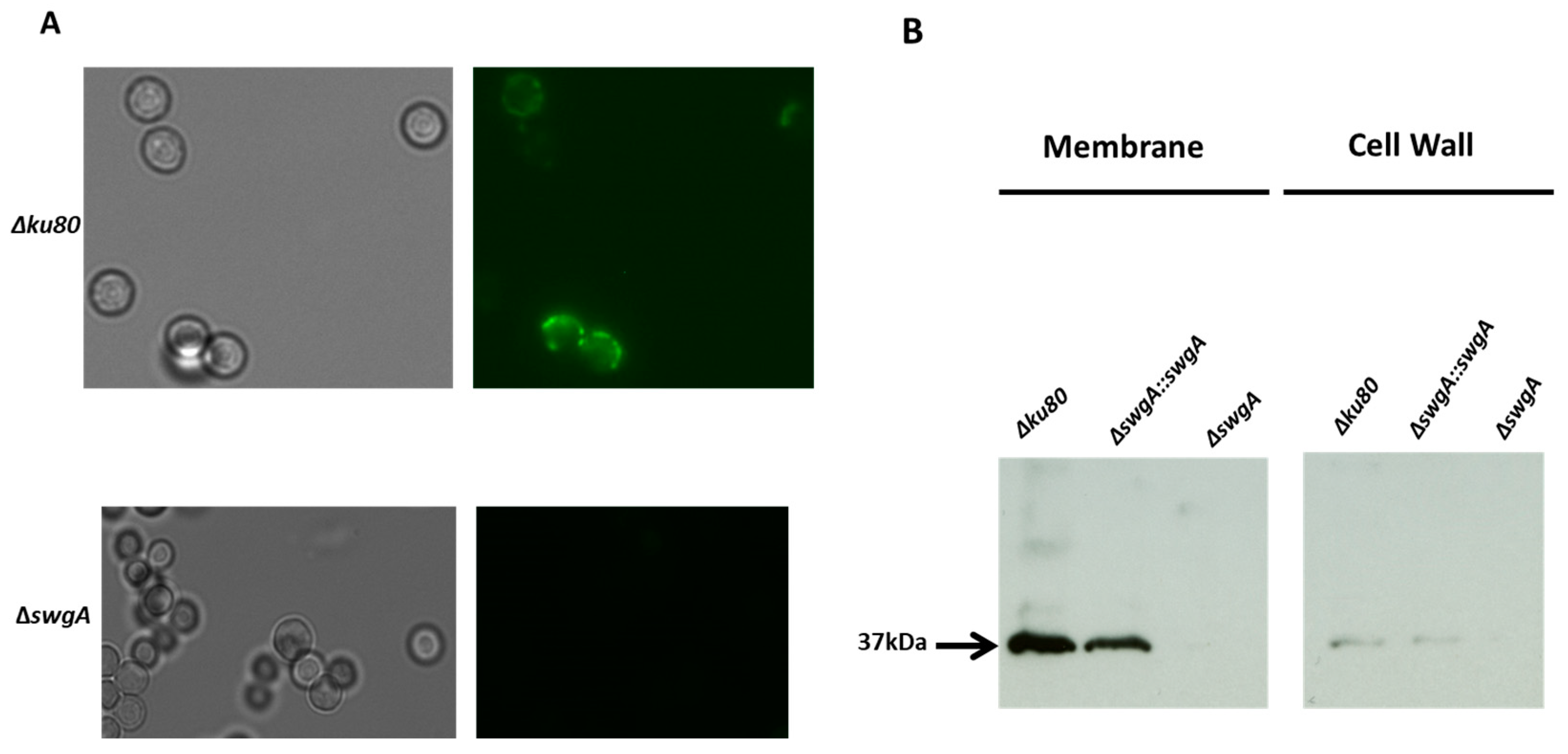 Jof 09 00256 g001 Jof 09 00256 g001