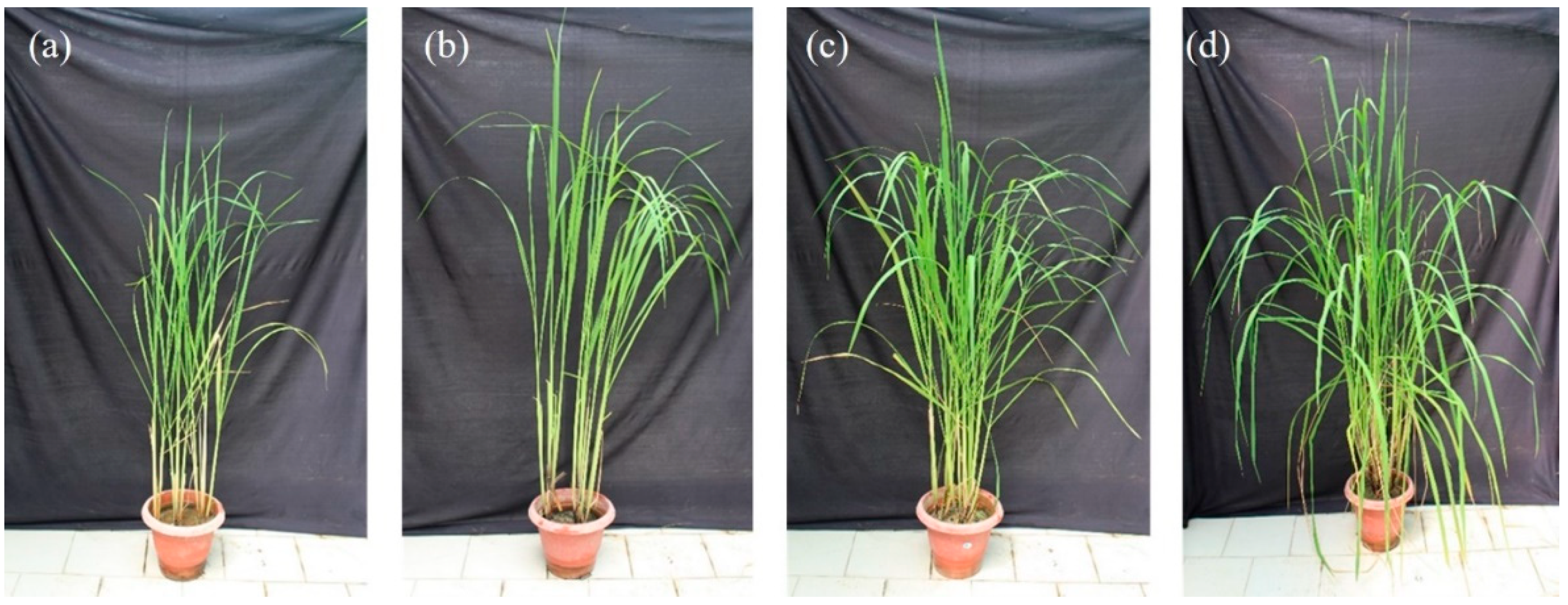 Jof 09 00260 g002 Jof 09 00260 g002