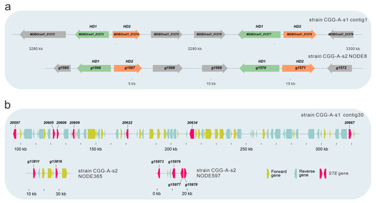 Whole Genome Sequence of an Edible Mushroom Oudemansiella