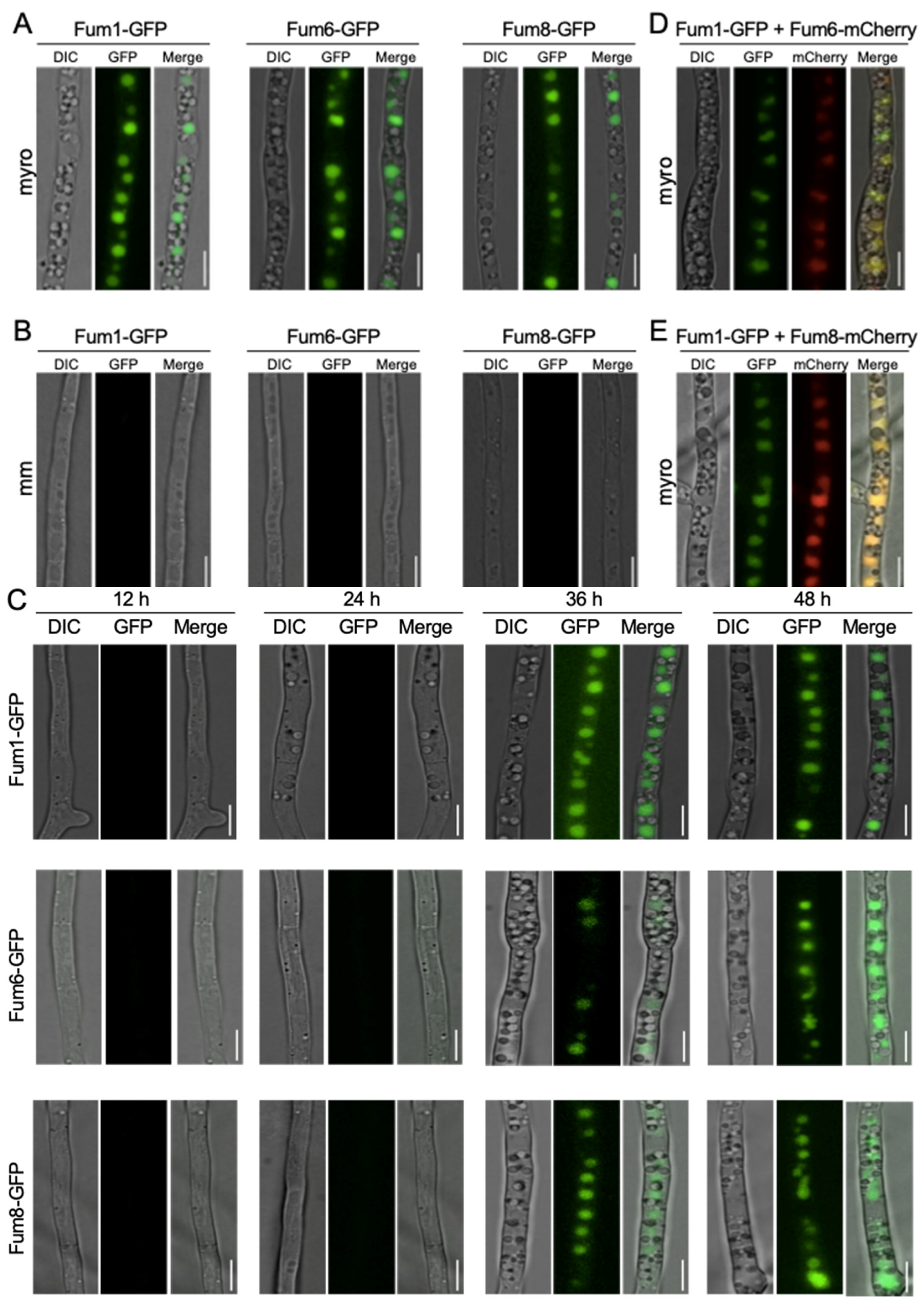 Jof 09 00268 g001 Jof 09 00268 g001