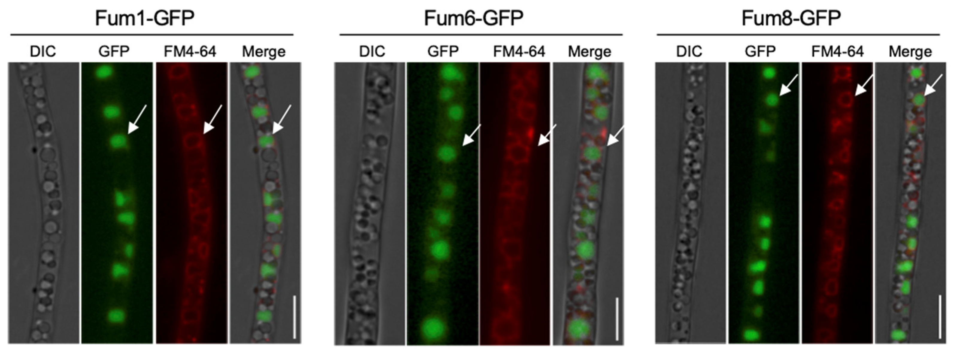 Jof 09 00268 g002 Jof 09 00268 g002