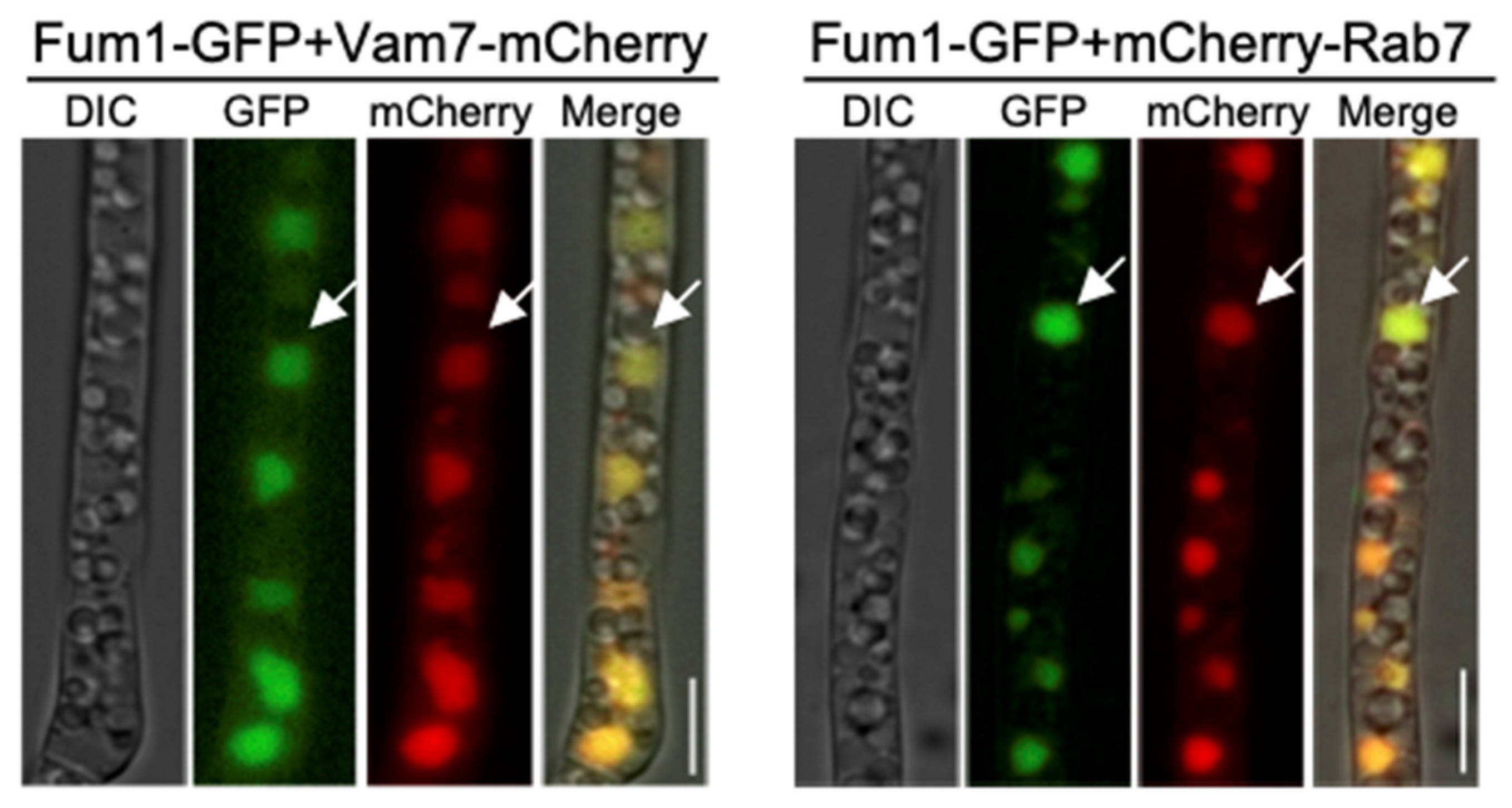 Jof 09 00268 g003 Jof 09 00268 g003