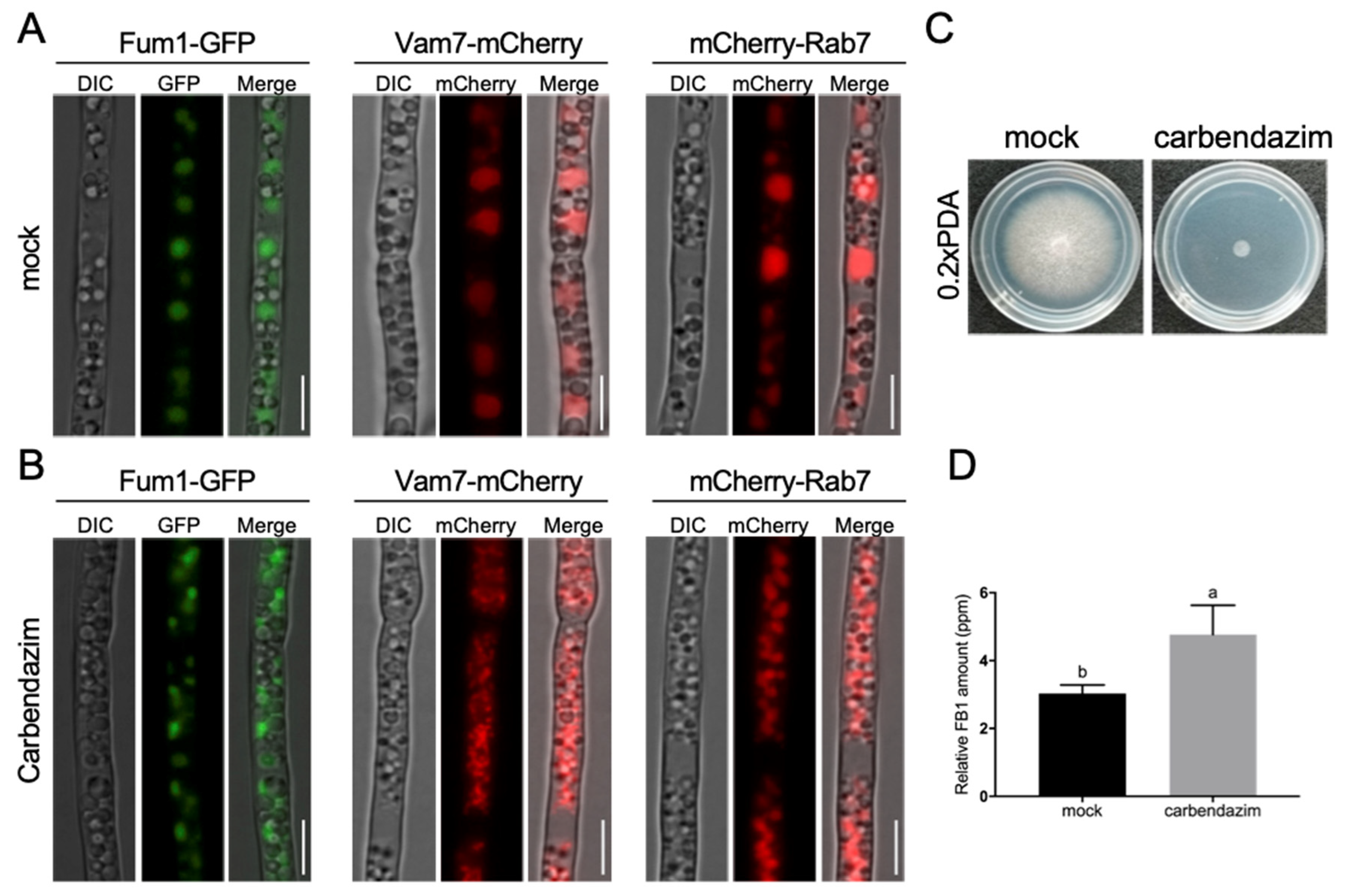 Jof 09 00268 g005 Jof 09 00268 g005
